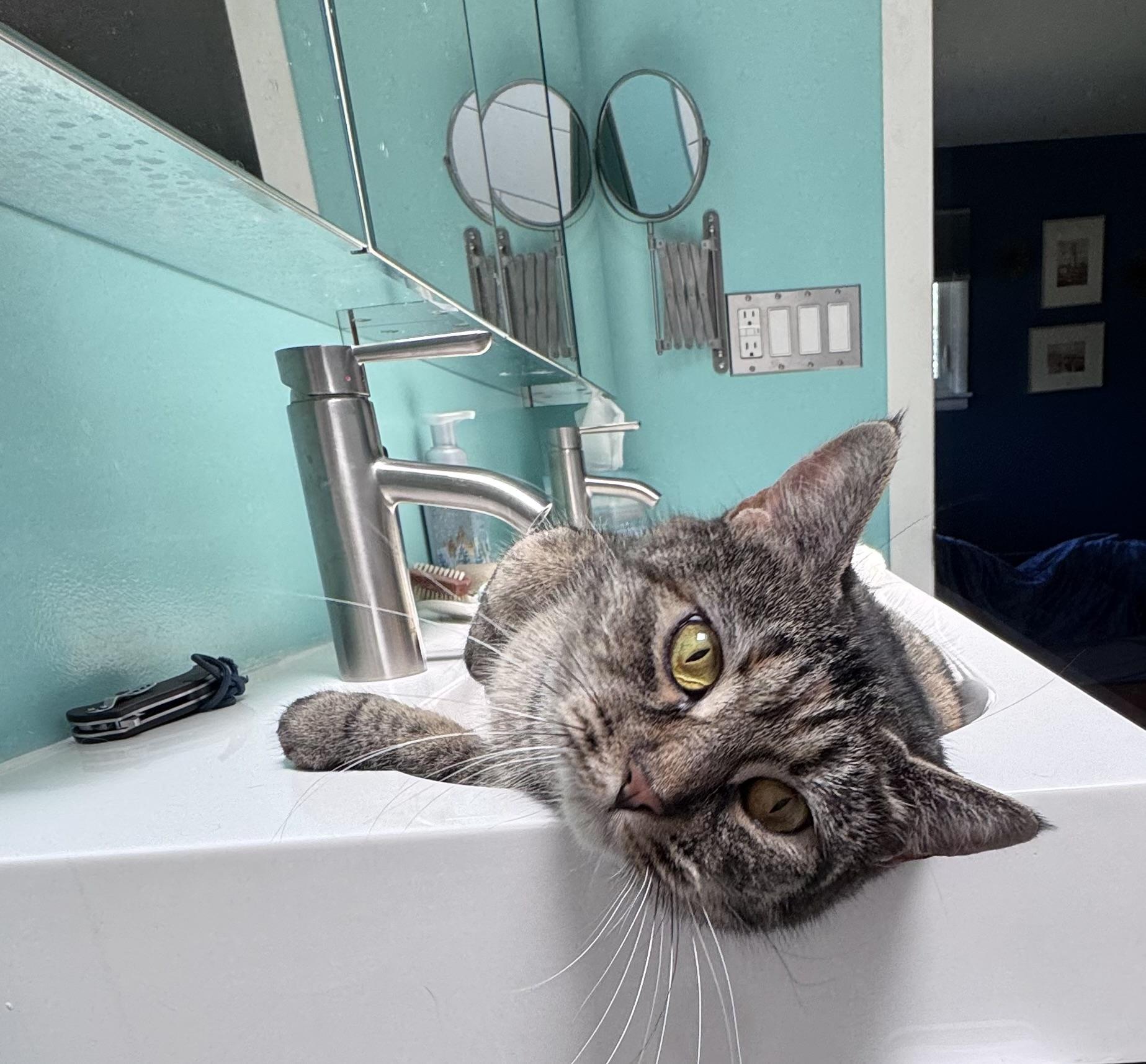 Enlarge Cosmo, a ADOPTABLE American Shorthair in Johnstown, NY image 5/6