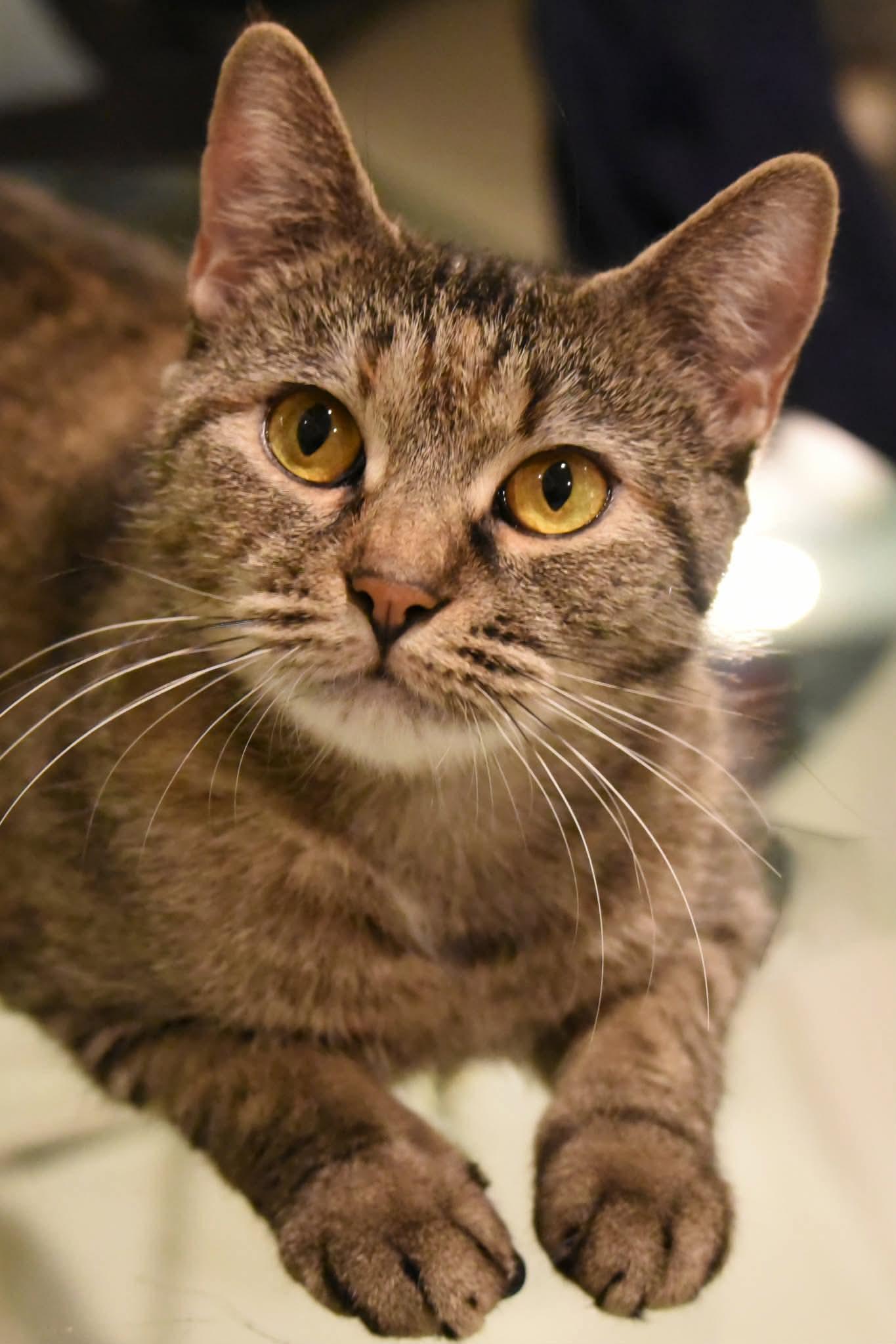 Enlarge Cosmo, a ADOPTABLE American Shorthair in Johnstown, NY image 3/6