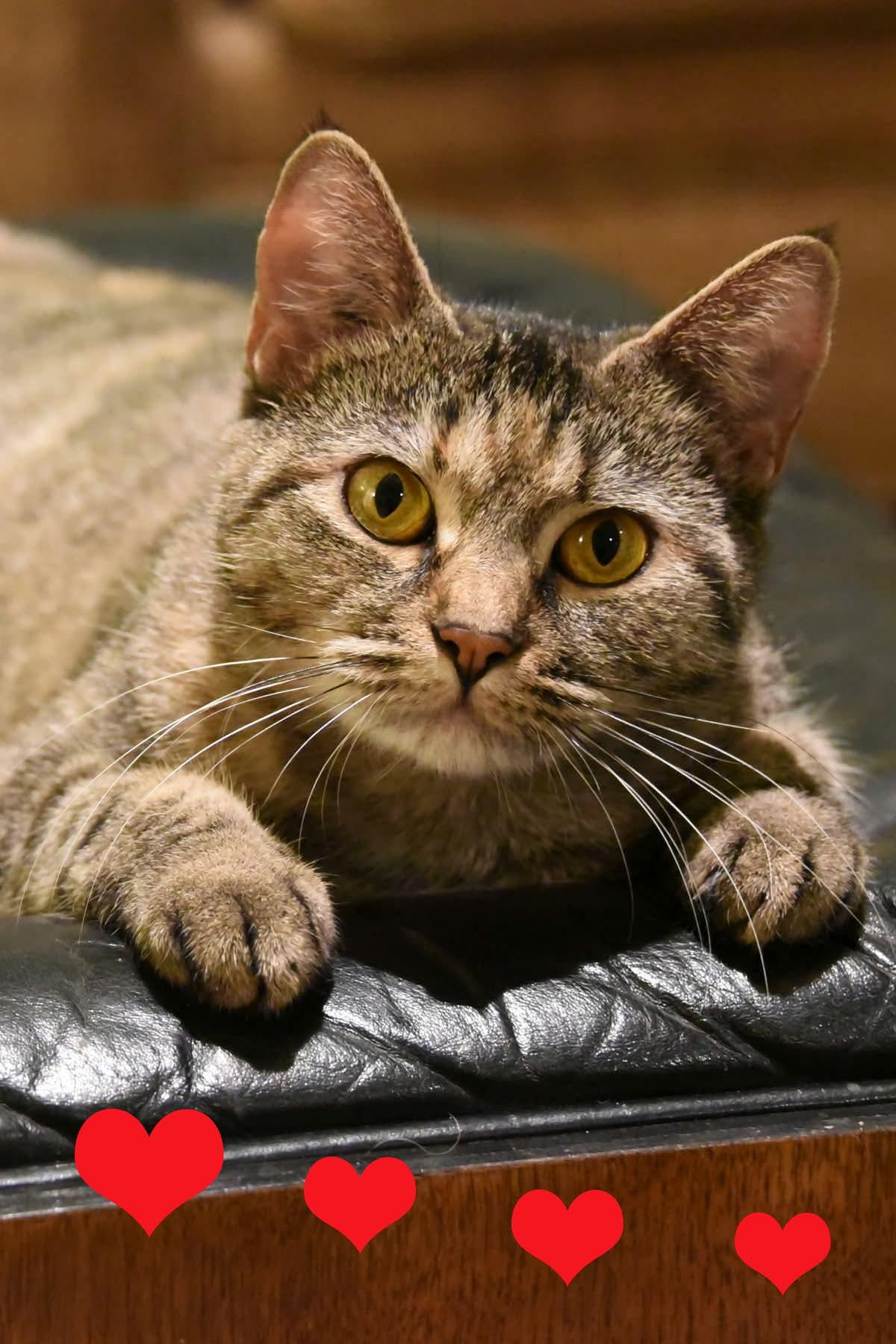 Enlarge Cosmo, a ADOPTABLE American Shorthair in Johnstown, NY image 4/6