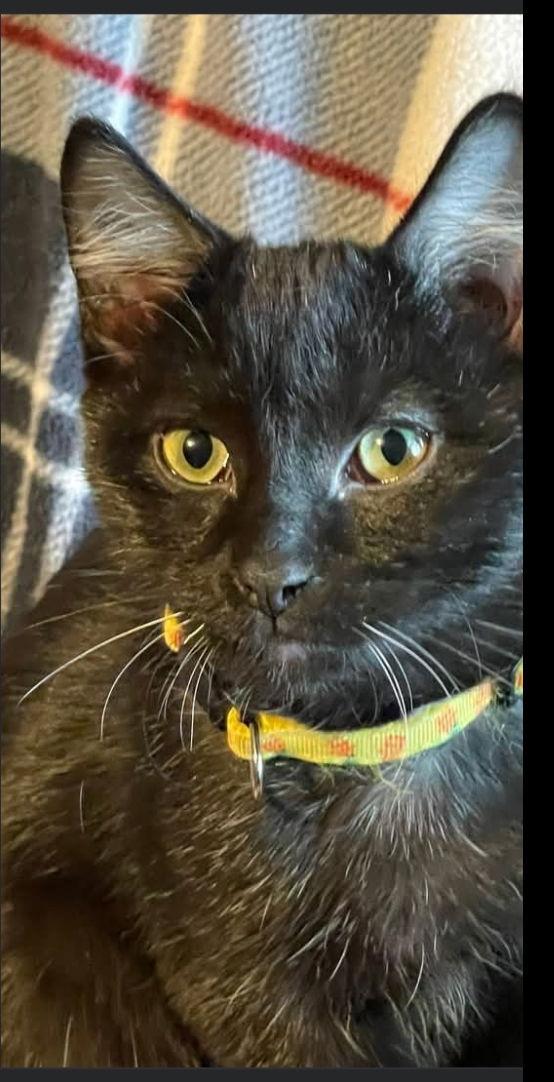 Prince Jax, Adoptable, Kitten Male Tuxedo.