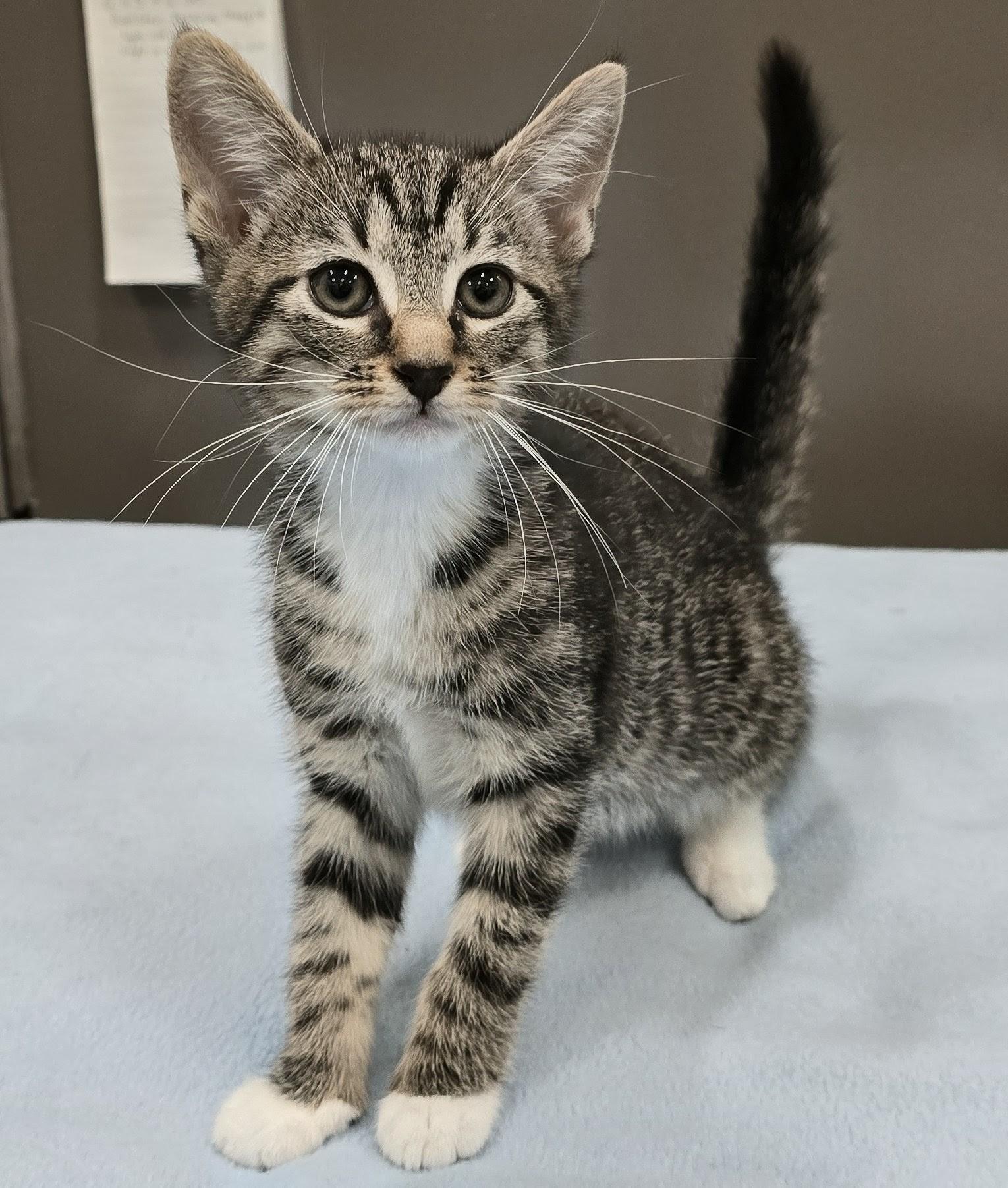 6-83 Gertie, adopted, Kitten Female Domestic Short Hair.