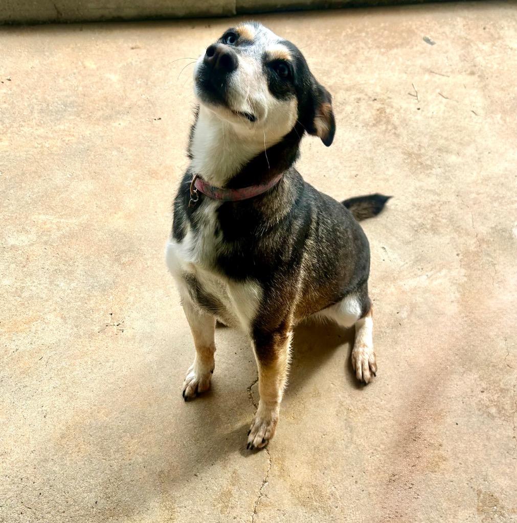Jinx, Adoptable, Young Female Australian Cattle Dog / Blue Heeler.