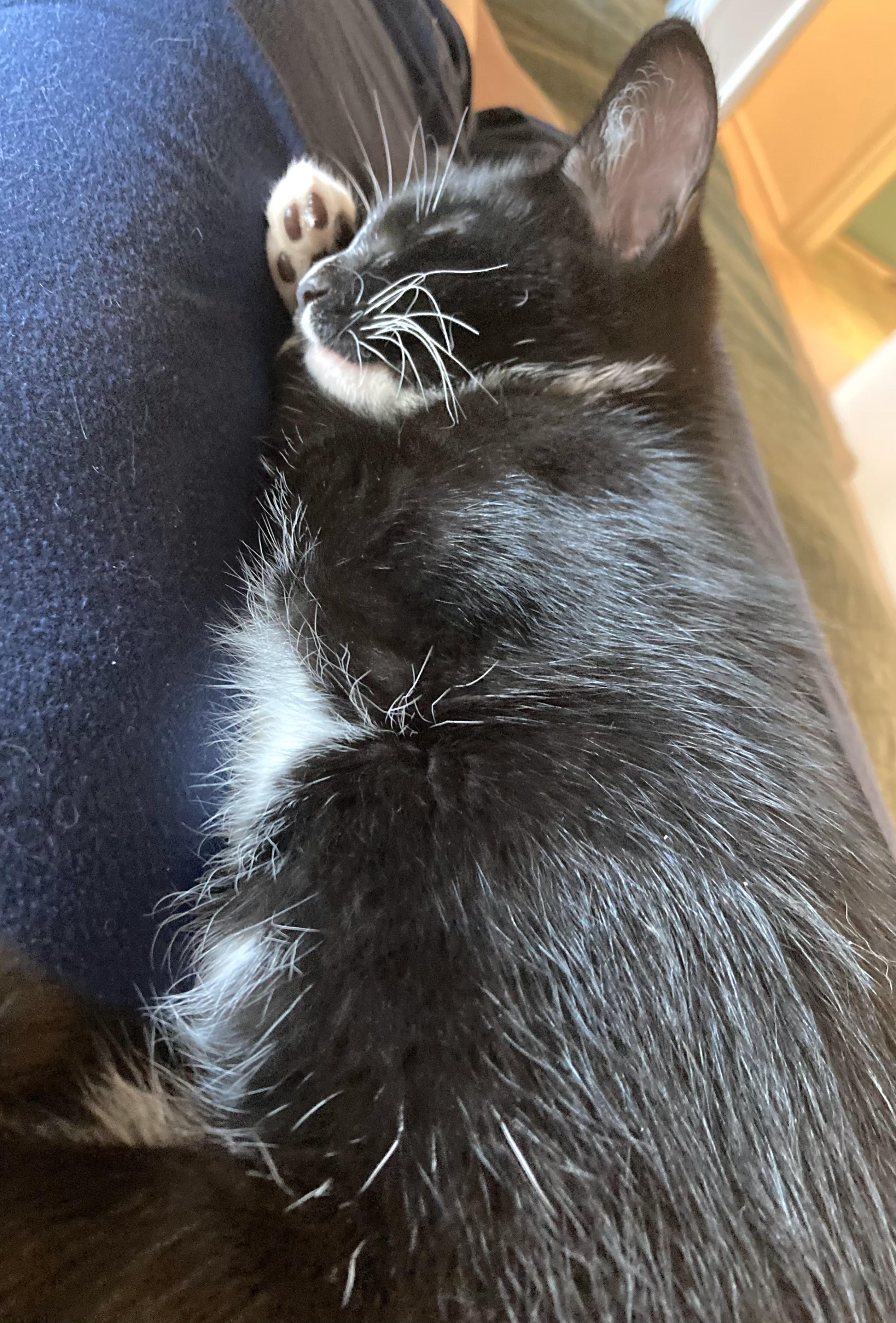 Enlarge Mac, a Adoptable Tuxedo in Springfield, OR image 2/5