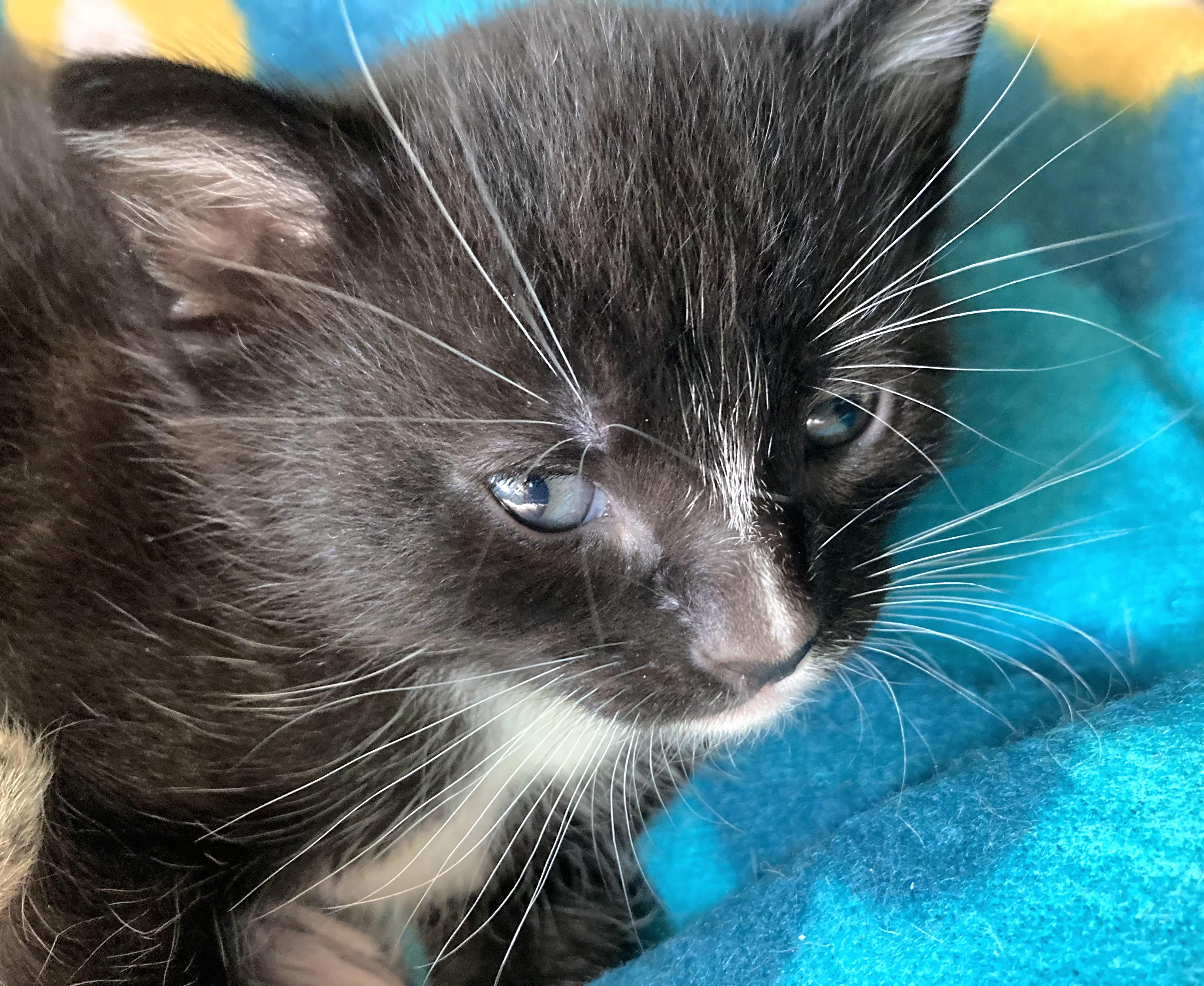 Enlarge Mac, a Adoptable Tuxedo in Springfield, OR image 5/5