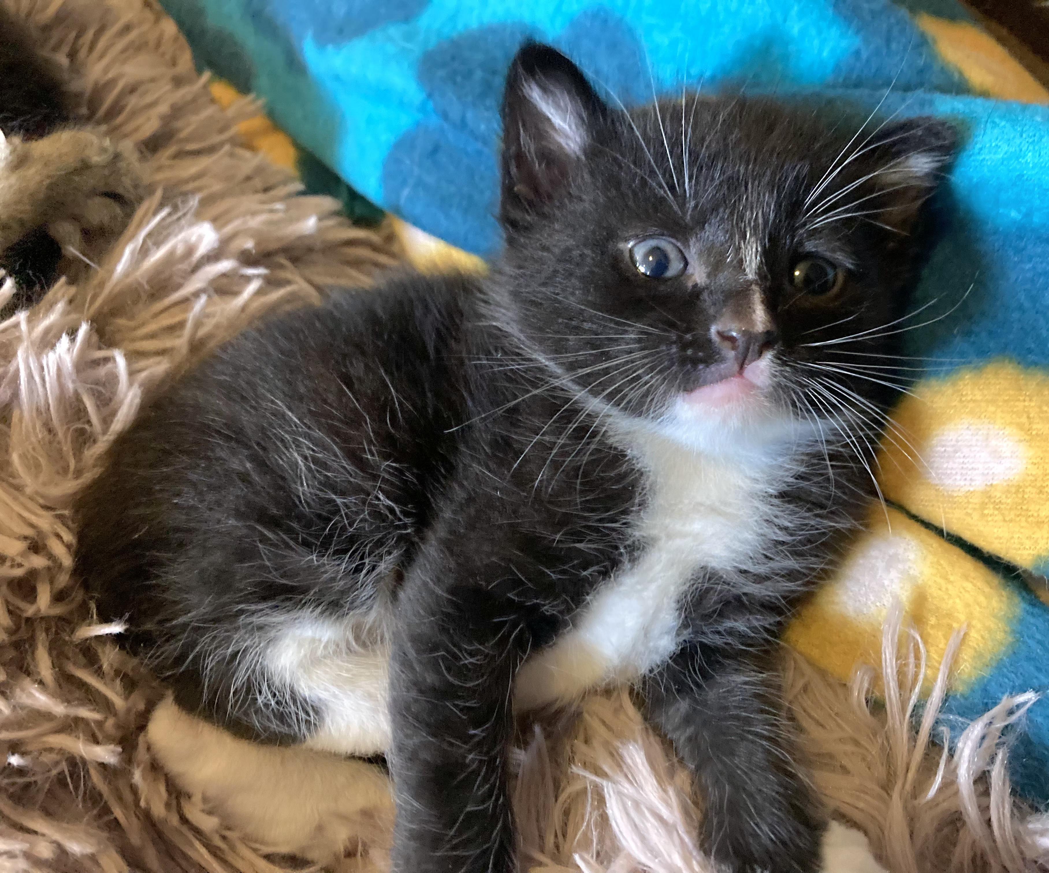 Enlarge Mac, a Adoptable Tuxedo in Springfield, OR image 4/5