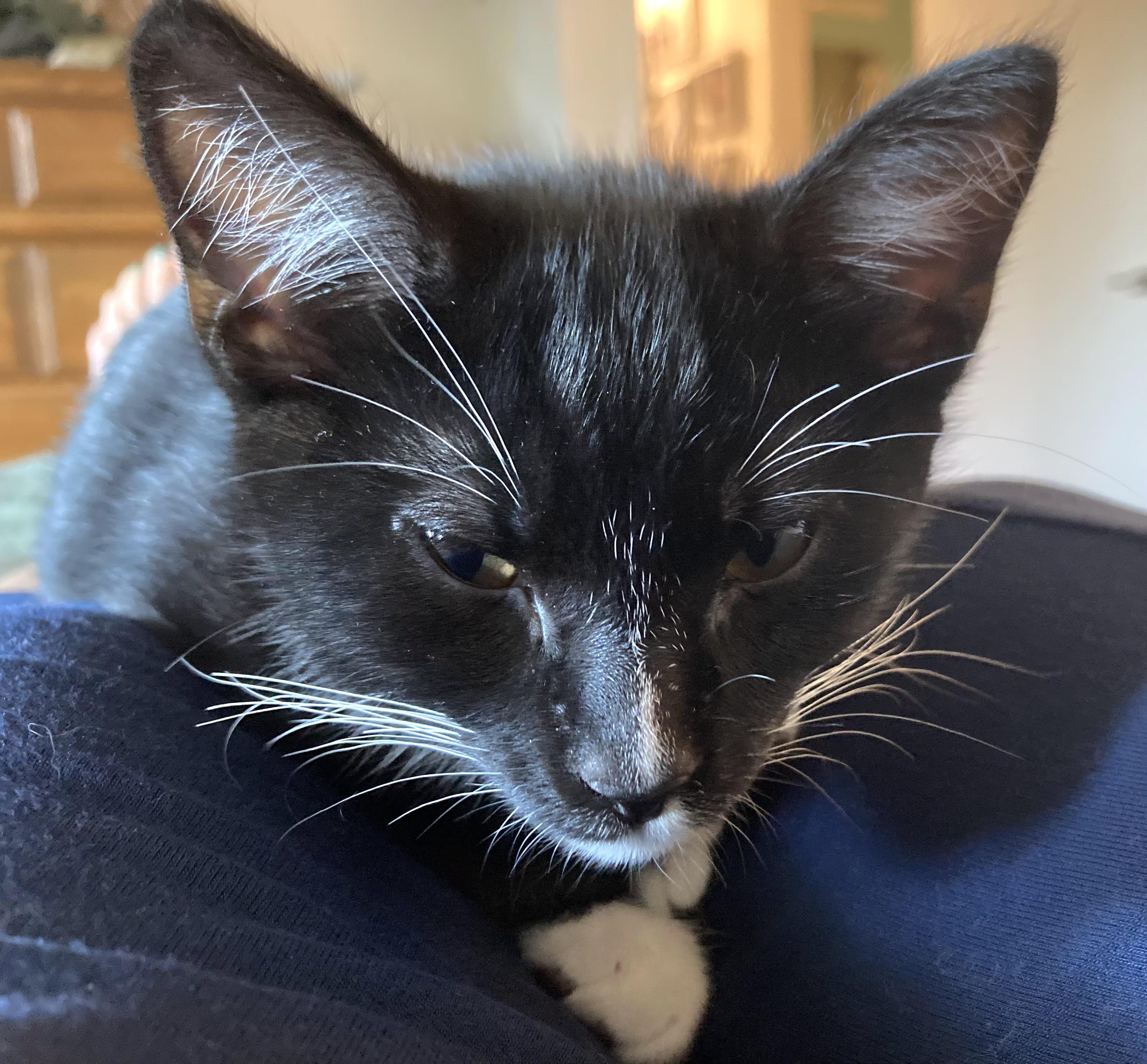 Enlarge Mac, a Adoptable Tuxedo in Springfield, OR image 1/5