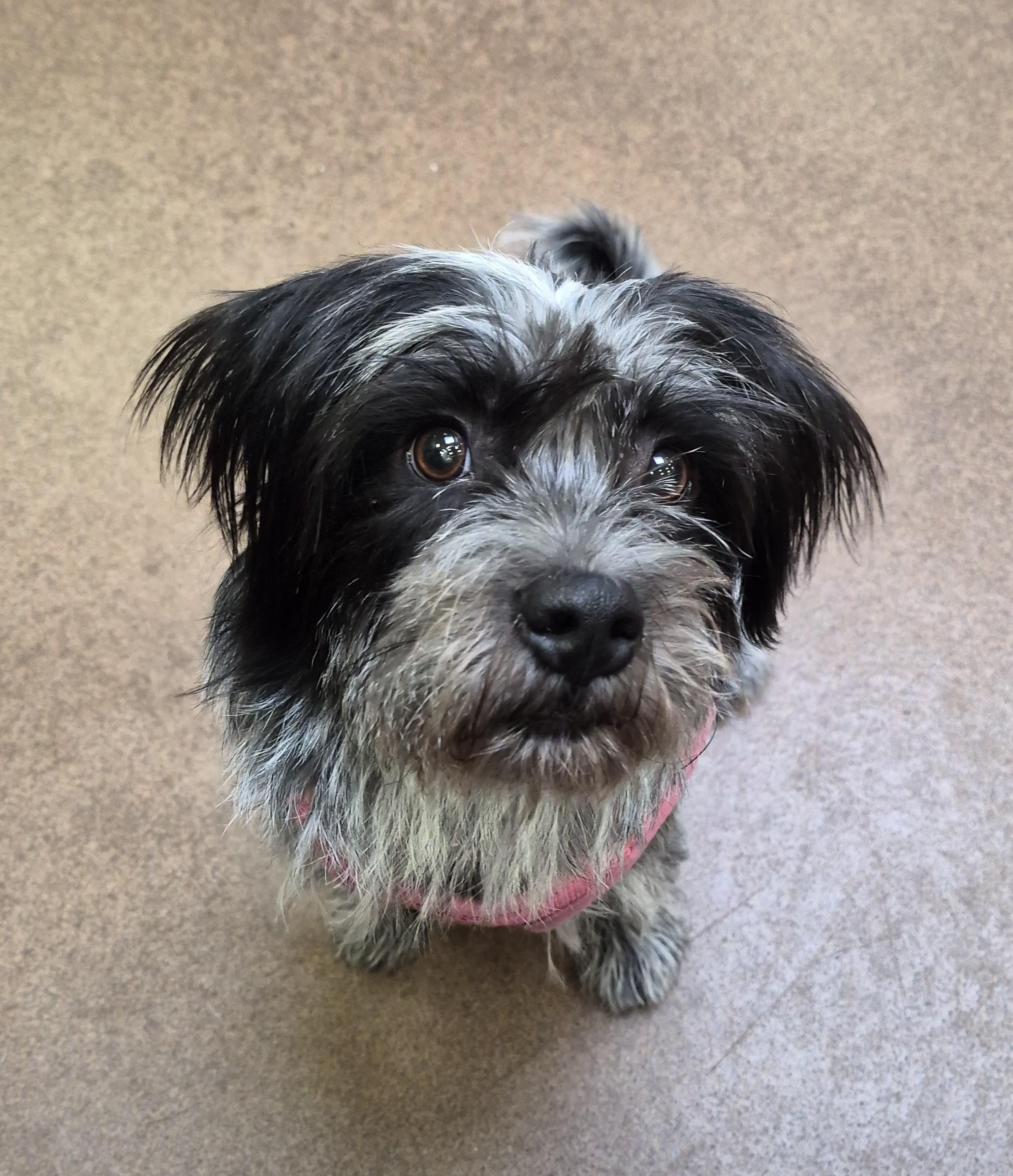 Enlarge Luna, a Adopted mixed breed in Sierra Vista, AZ image 1/1