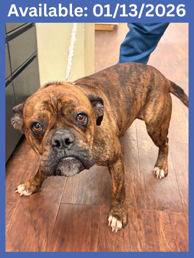 Dog Kennel #12 Bear, Adoptable, Adult Male Boxer & Mixed Breed.