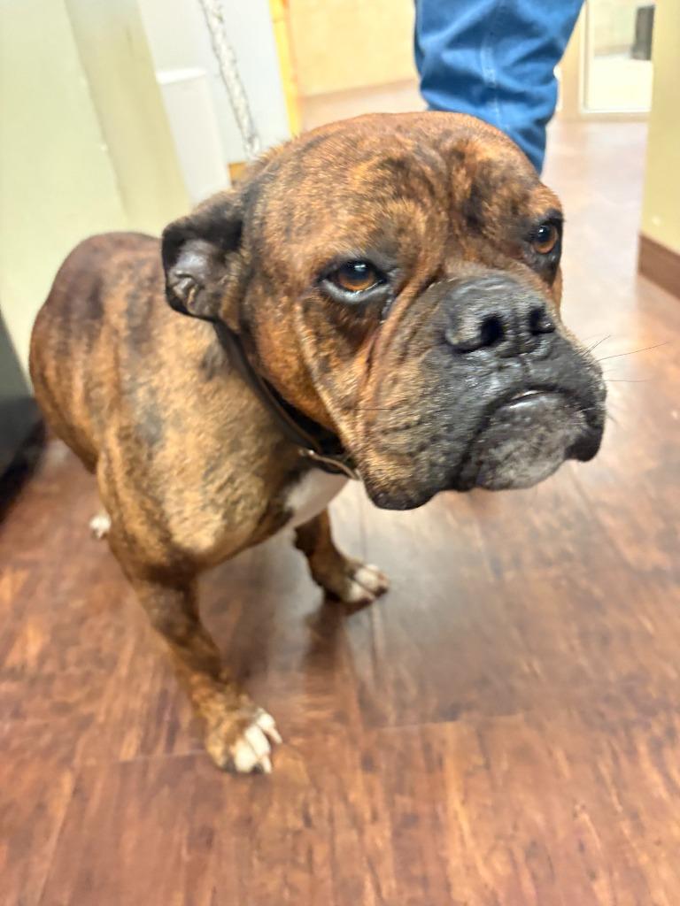 Dog Kennel #12 Bear, Adoptable, Adult Male Boxer & Mixed Breed.