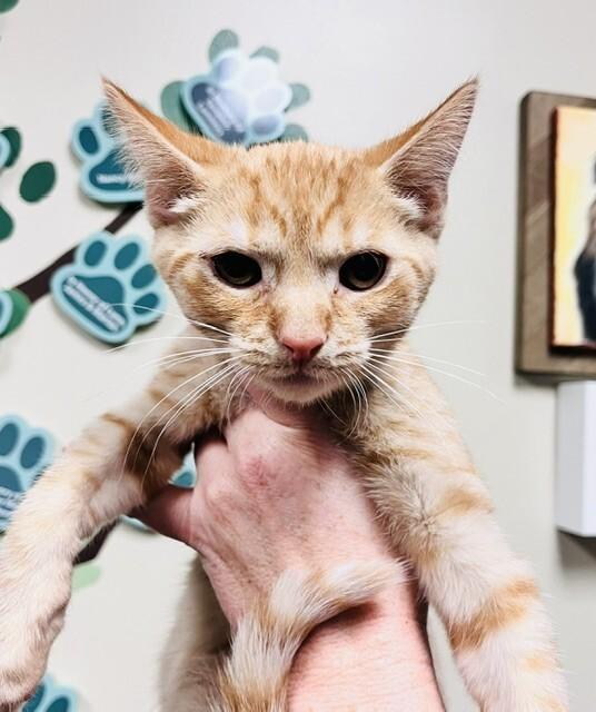 Chicken Nugget, Adoptable, Young Male Domestic Short Hair.