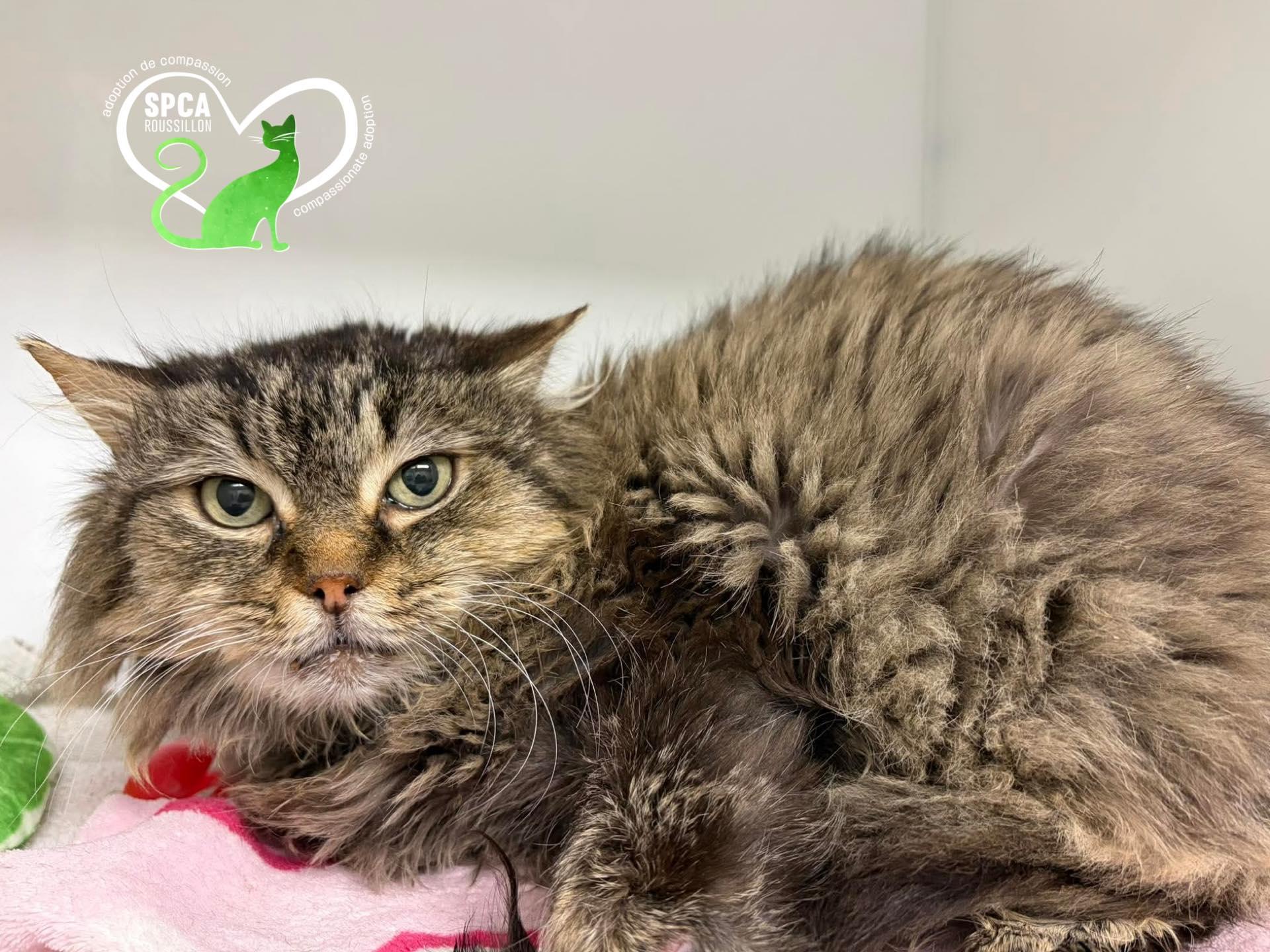 Amy, ADOPTABLE, Senior Female Domestic Medium Hair.