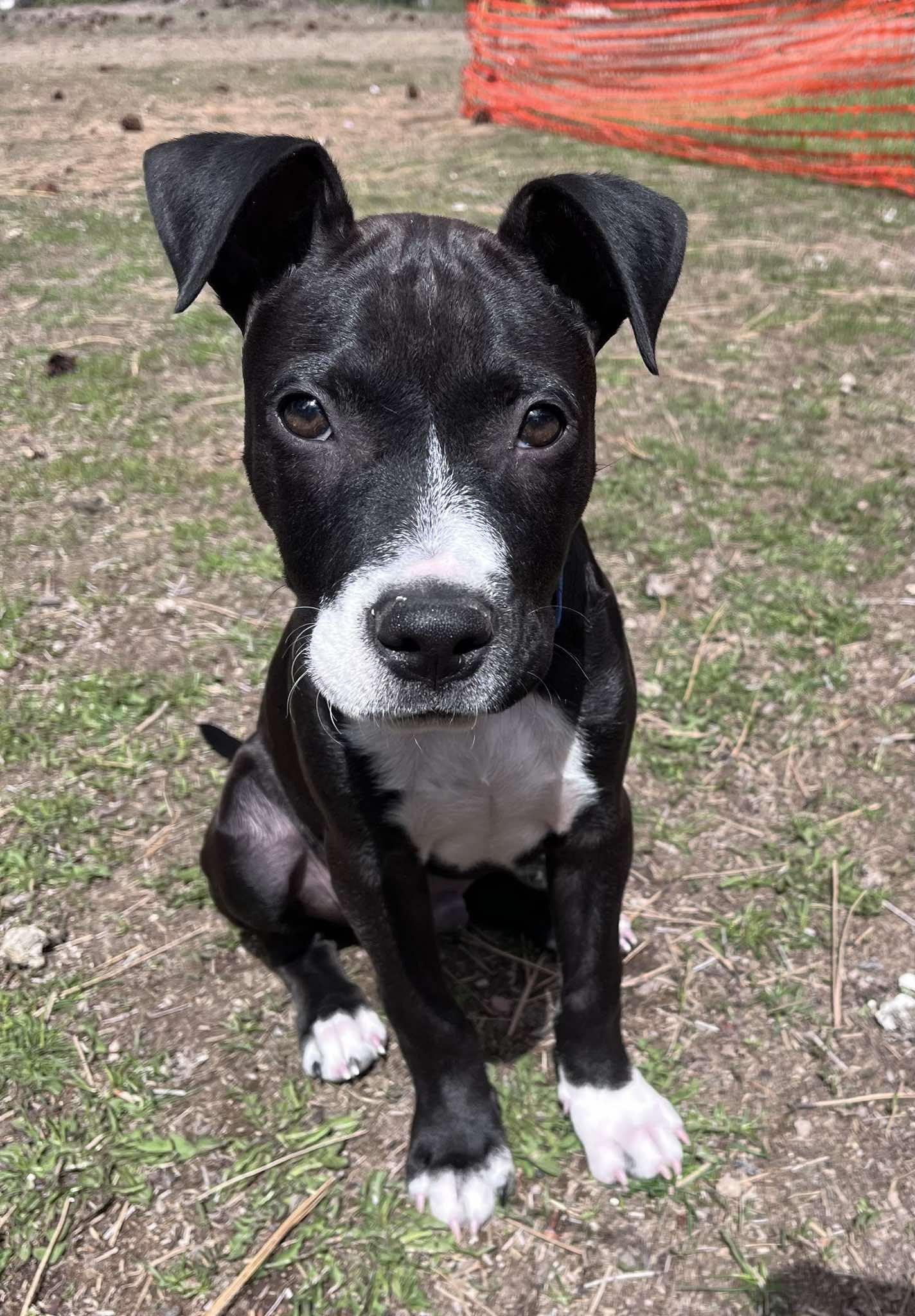 Enlarge Cosmo, a Adopted Pit Bull Terrier in Arlee, MT image 2/5