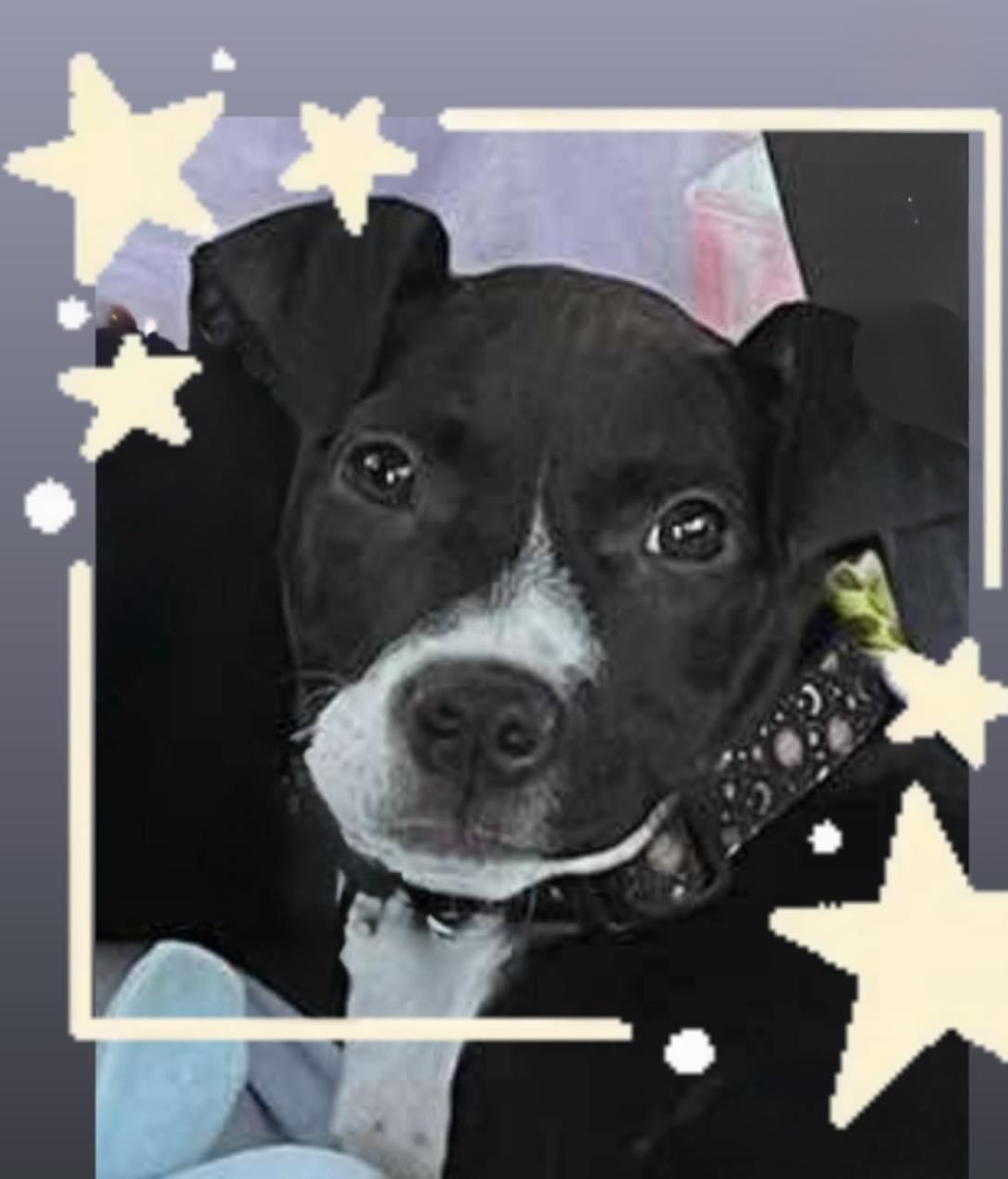 Enlarge Cosmo, a Adopted Pit Bull Terrier in Arlee, MT image 3/5