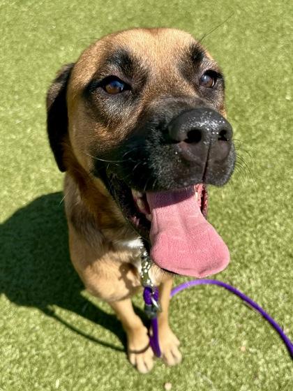 Rosie, Adoptable, Adult Female Mixed Breed & Mixed Breed.