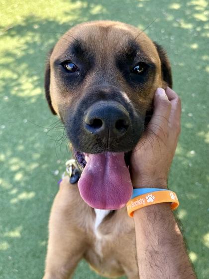 Enlarge Rosie, a Adoptable mixed breed in Wichita, KS image 2/3