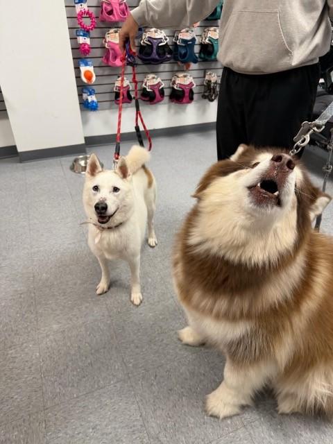Enlarge Snow, a Adoptable Siberian Husky in Weehawken, NJ image 4/5