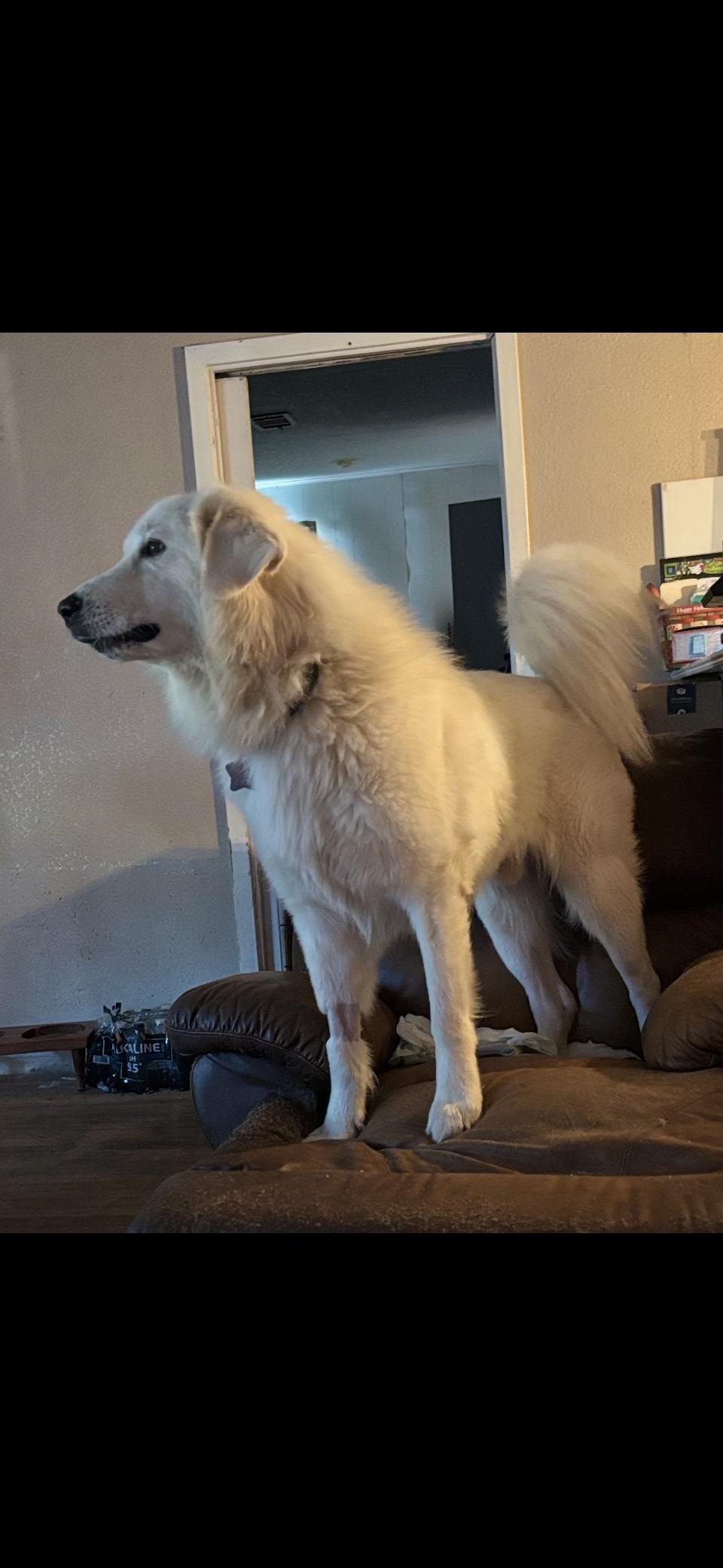 Miles HTX, Adoptable, Adult Male Great Pyrenees.