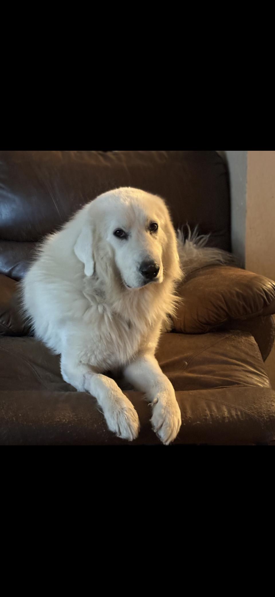 Enlarge Miles HTX, a Adoptable Great Pyrenees in Quinlan, TX image 4/6