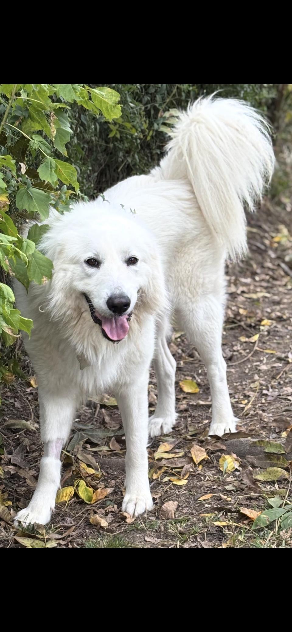Enlarge Miles HTX, a Adoptable Great Pyrenees in Quinlan, TX image 5/6