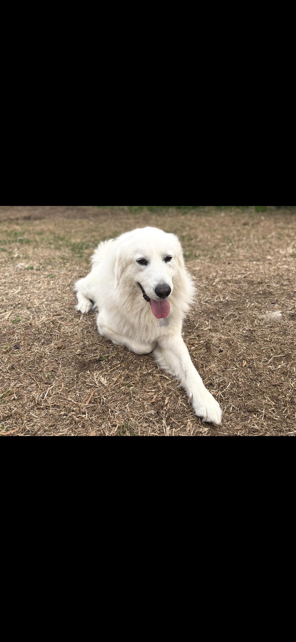 Enlarge Miles HTX, a Adoptable Great Pyrenees in Quinlan, TX image 4/6
