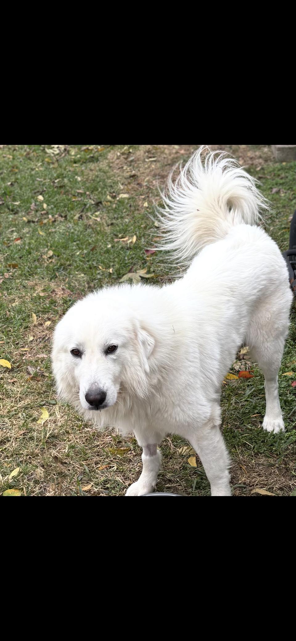 Enlarge Miles HTX, a Adoptable Great Pyrenees in Quinlan, TX image 6/6