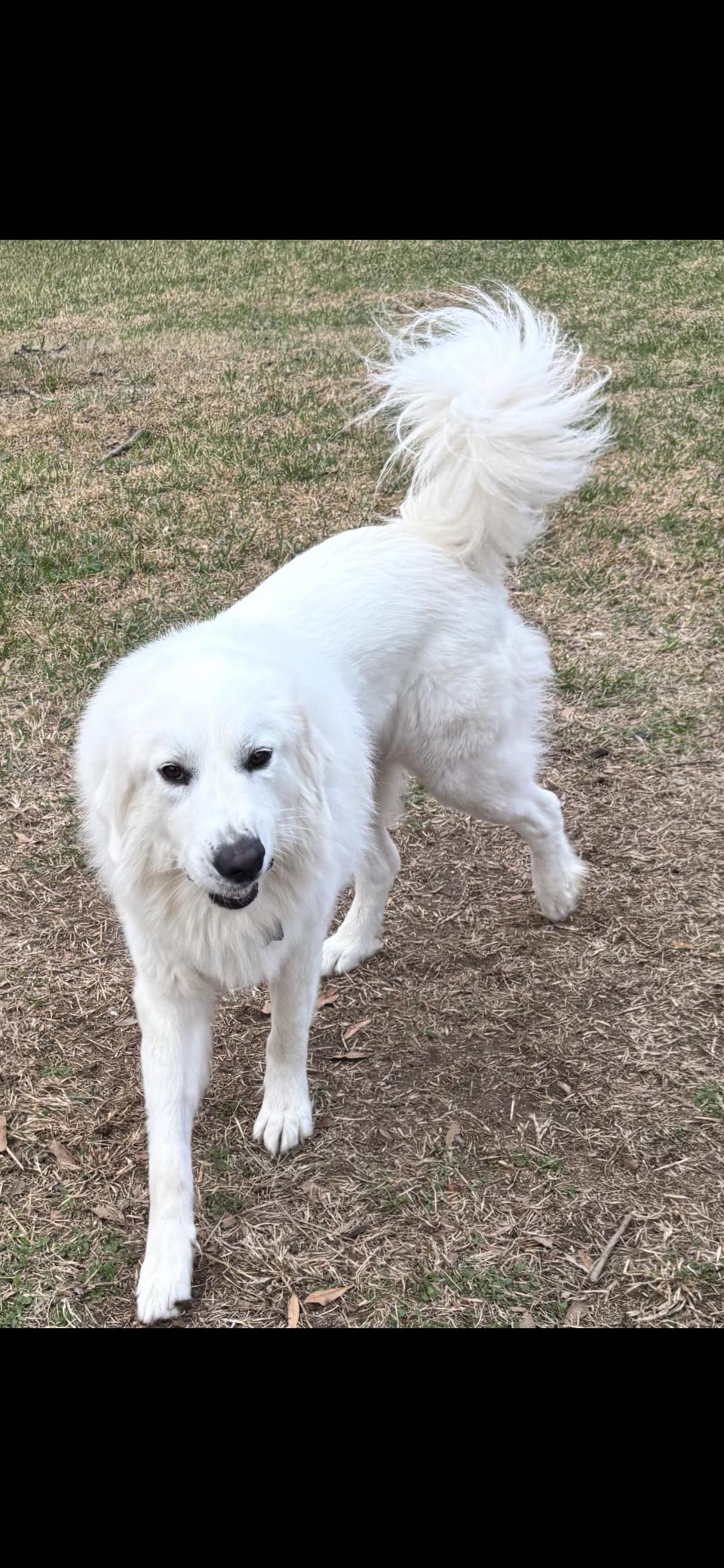 Enlarge Miles HTX, a Adoptable Great Pyrenees in Quinlan, TX image 5/6