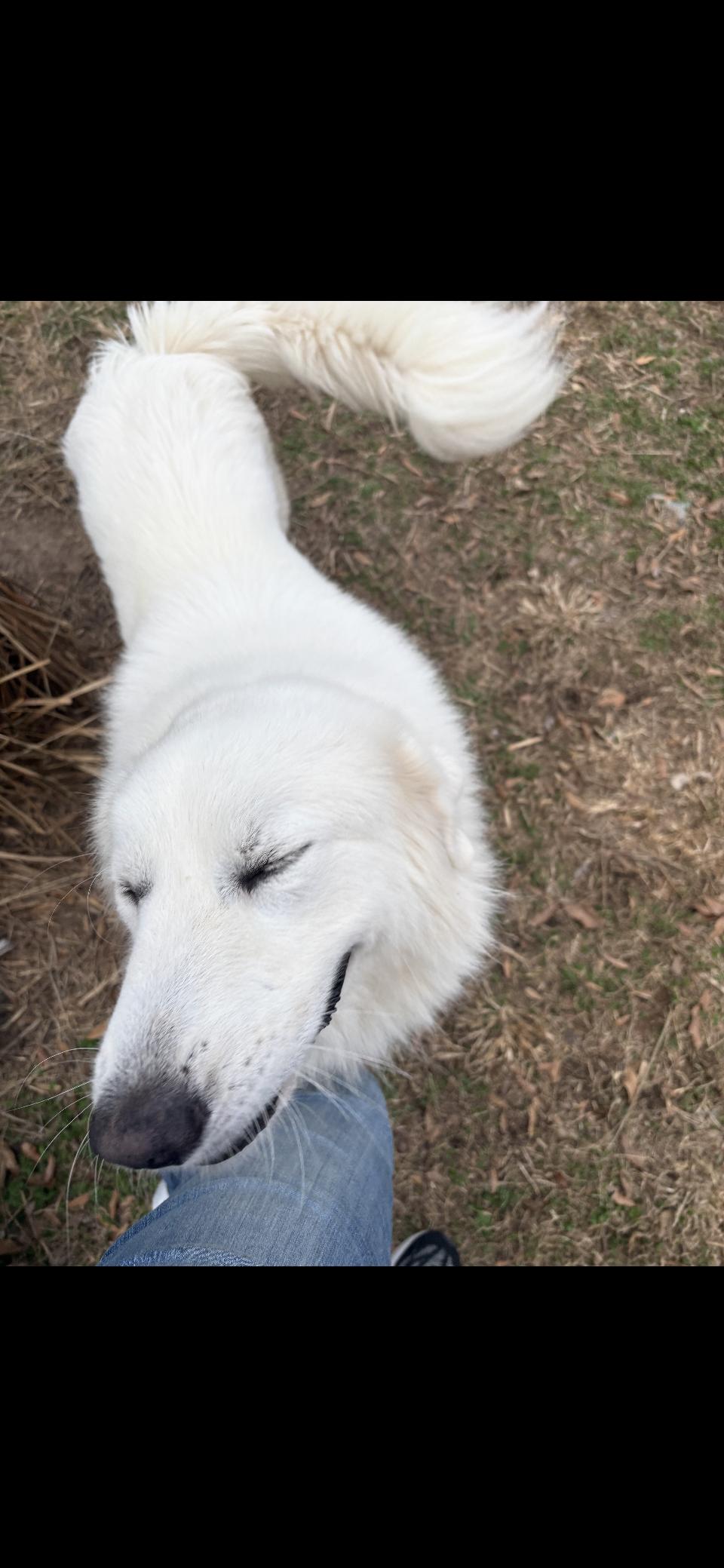 Enlarge Miles HTX, a Adoptable Great Pyrenees in Quinlan, TX image 6/6