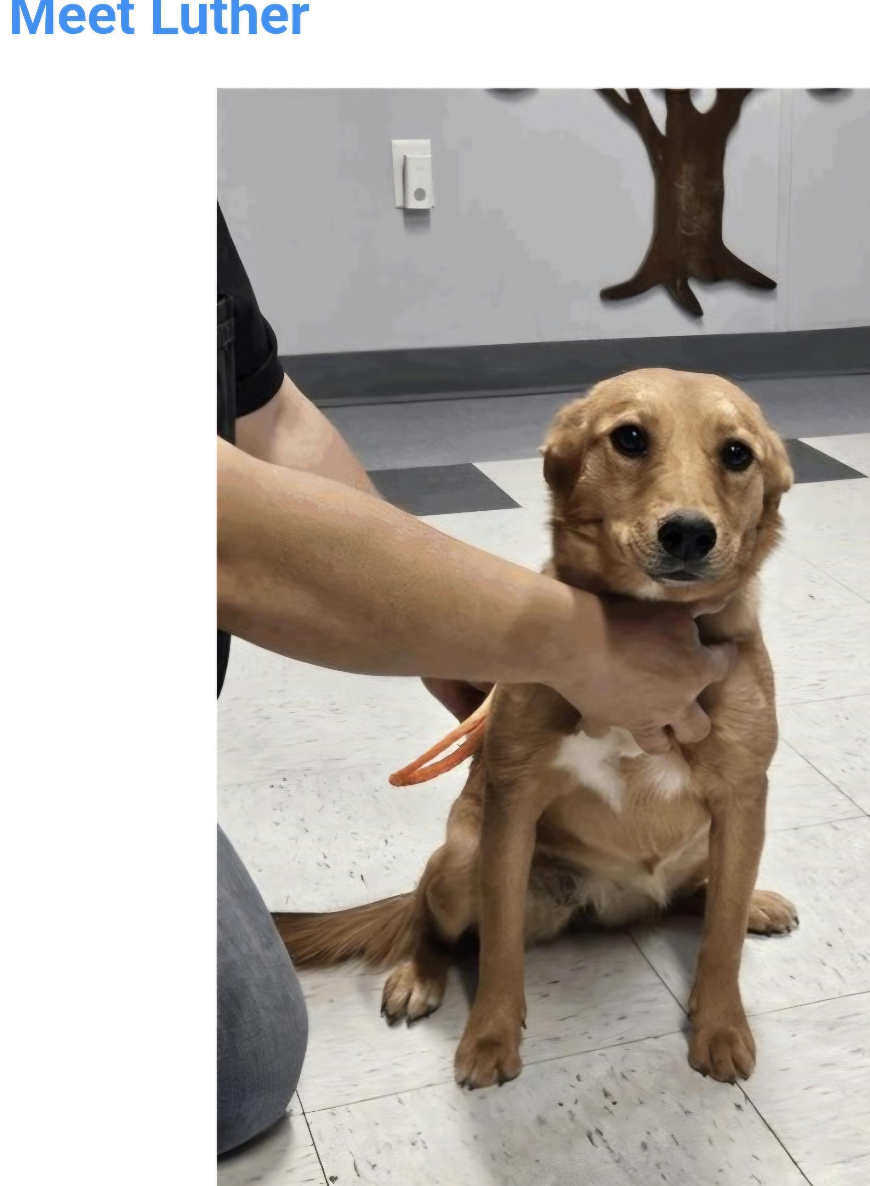Luther, ADOPTABLE, Young Male Australian Cattle Dog / Blue Heeler.