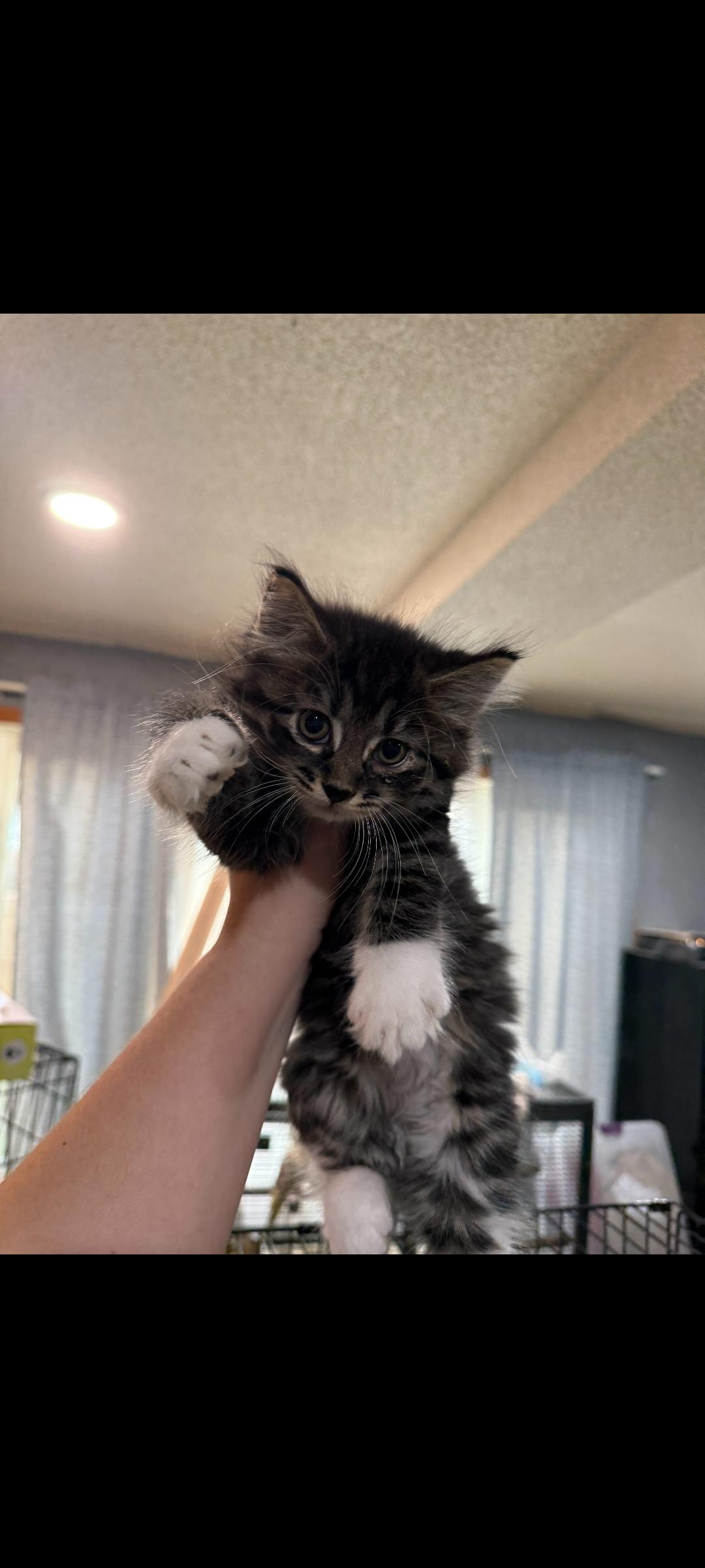 Enlarge Woody, an adopted Domestic Short Hair in Fertile, MN image 1/1