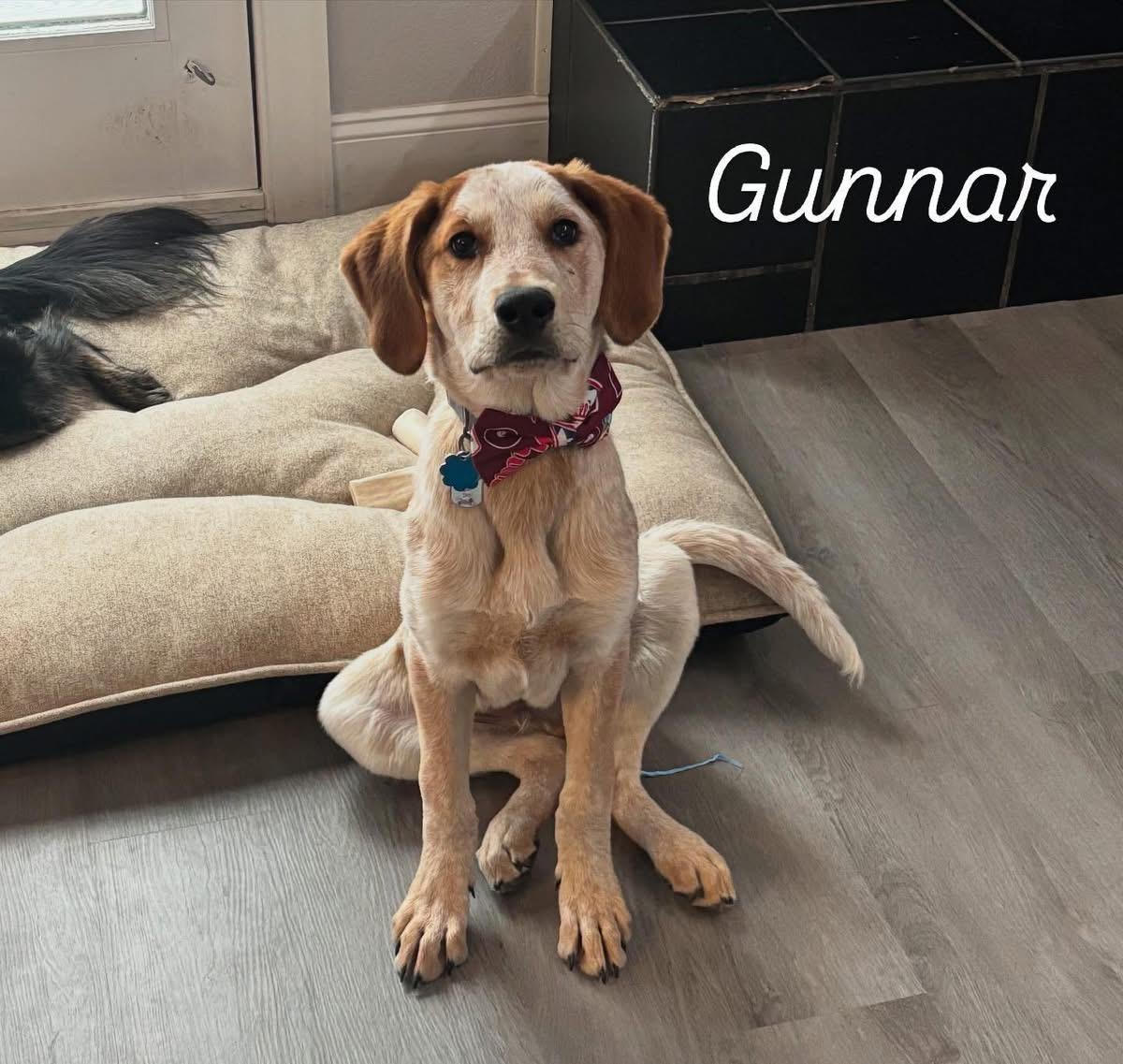 Gunnar, adopted, Young Male Great Pyrenees.