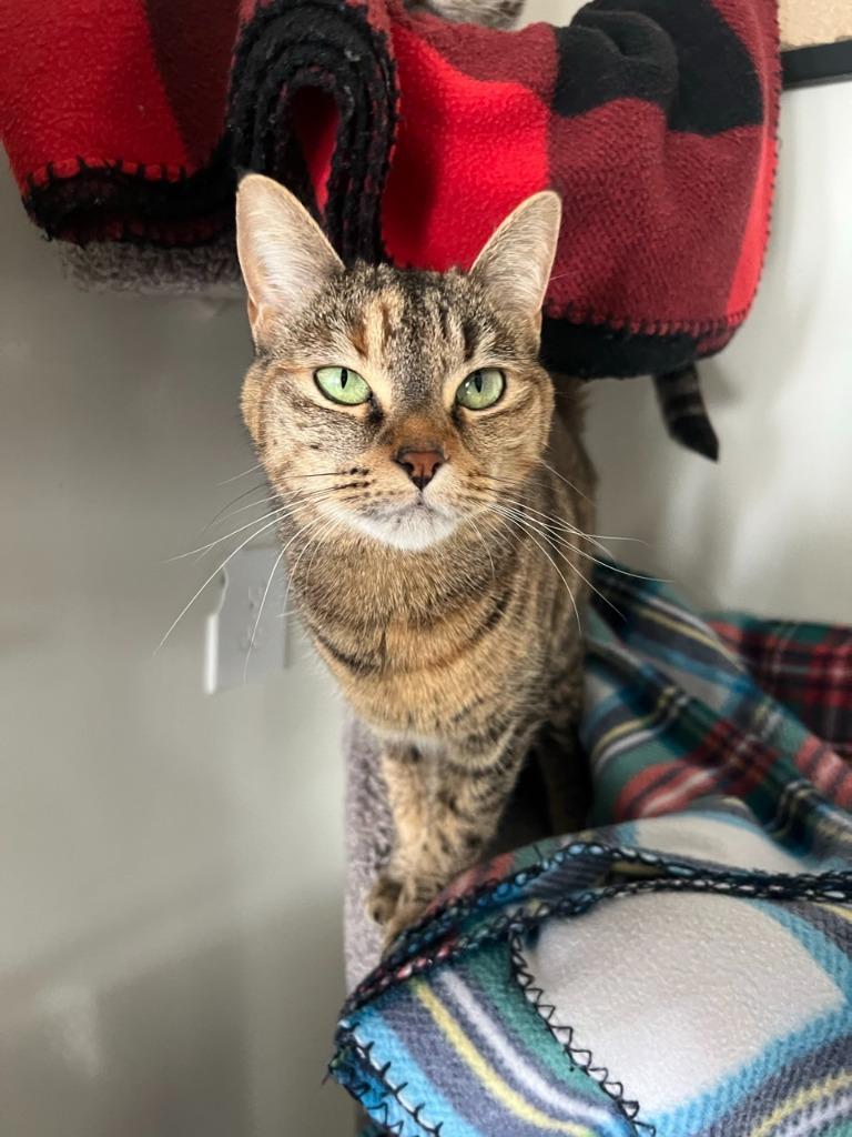 Enlarge Syd, a Adoptable mixed breed in Brookings, OR image 1/1