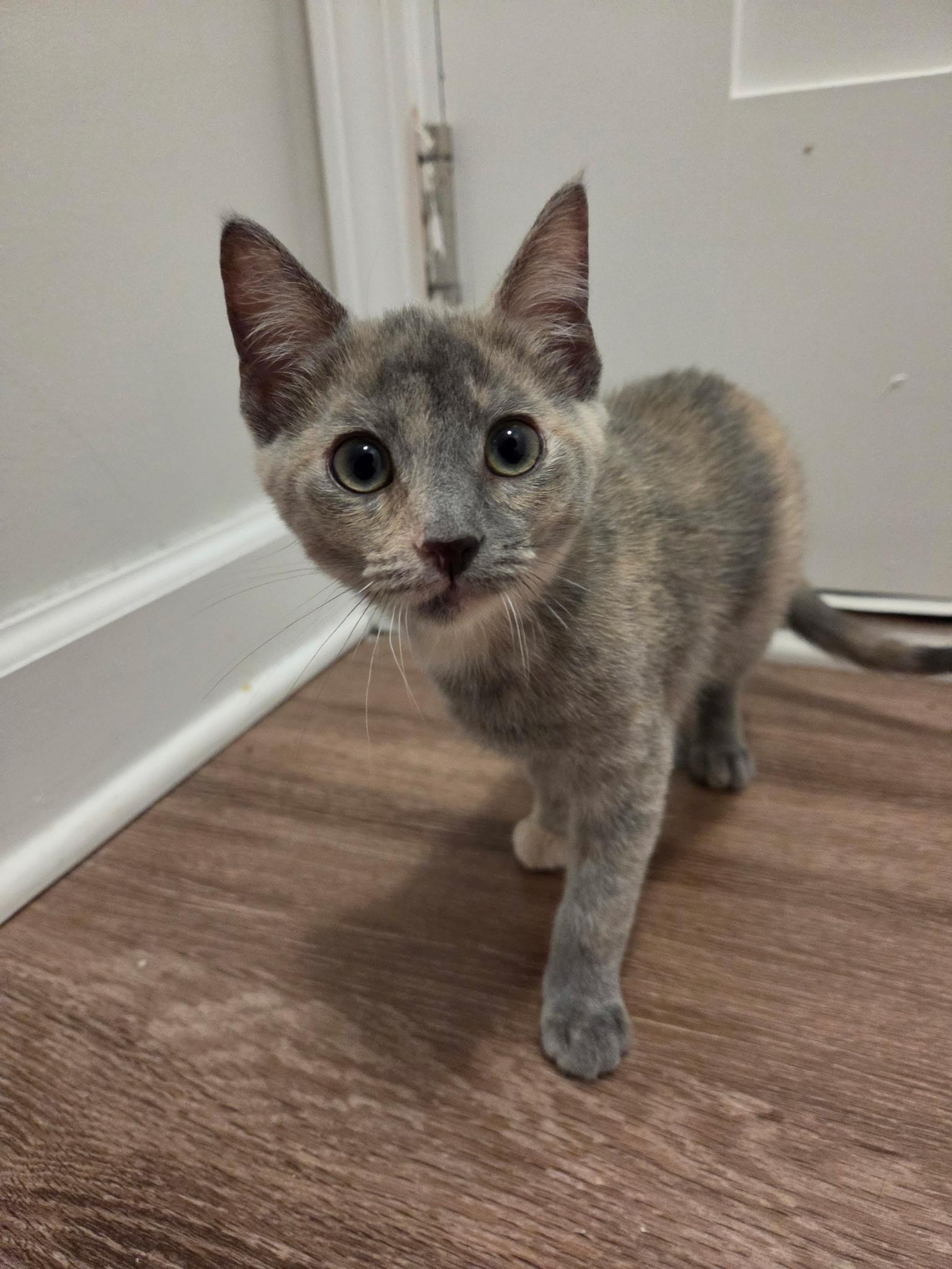 Marie, Adopted, Kitten Female Domestic Short Hair.