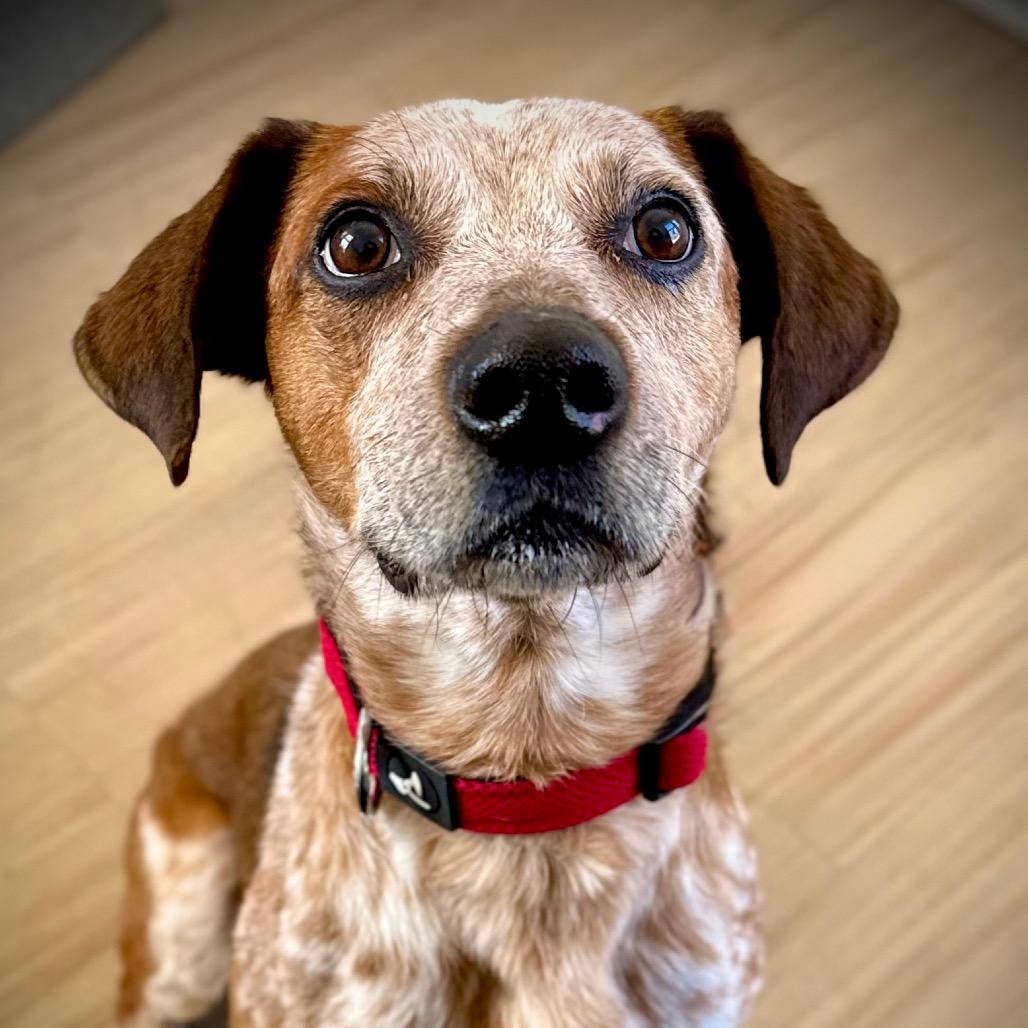 Hugo — thumbnail 4