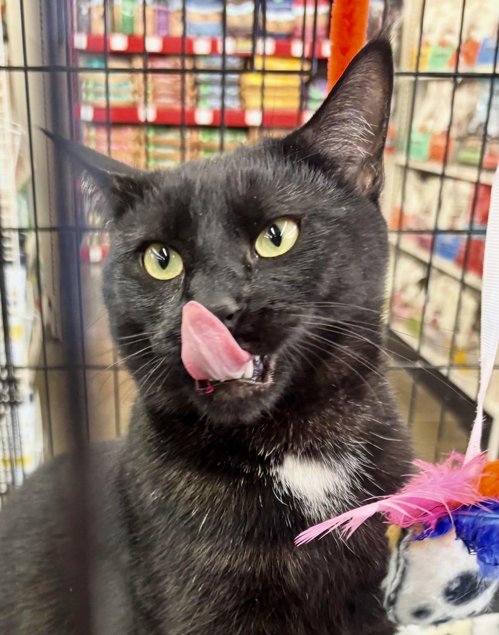 Dot (bonded with Nugget), a Adoptable Domestic Short Hair in Antioch, CA image 1/3