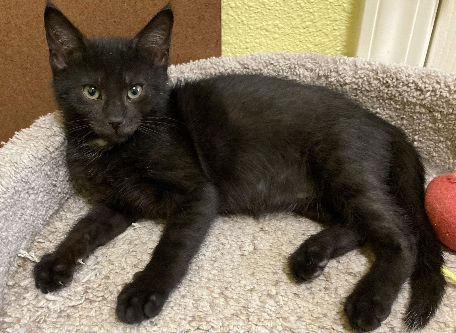 Dot (bonded with Nugget), Adoptable, Young Male Domestic Short Hair.