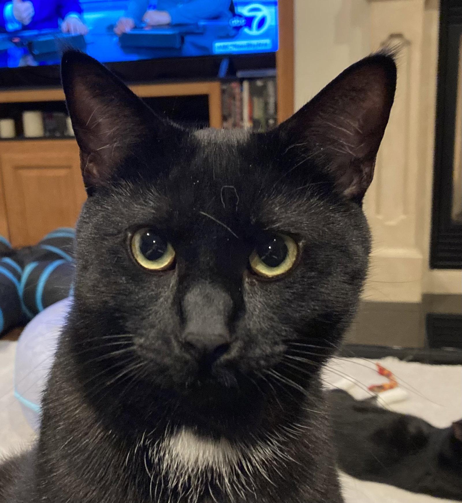 Dot (bonded with Nugget), Adoptable, Kitten Male Domestic Short Hair.
