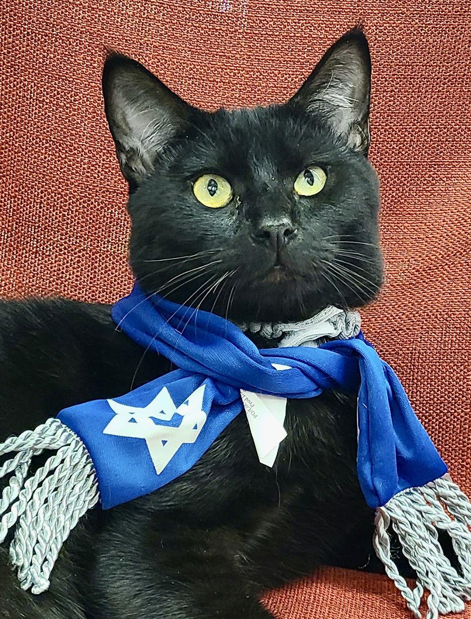 Dot (bonded with Nugget), a Adoptable Domestic Short Hair in Antioch, CA image 2/3