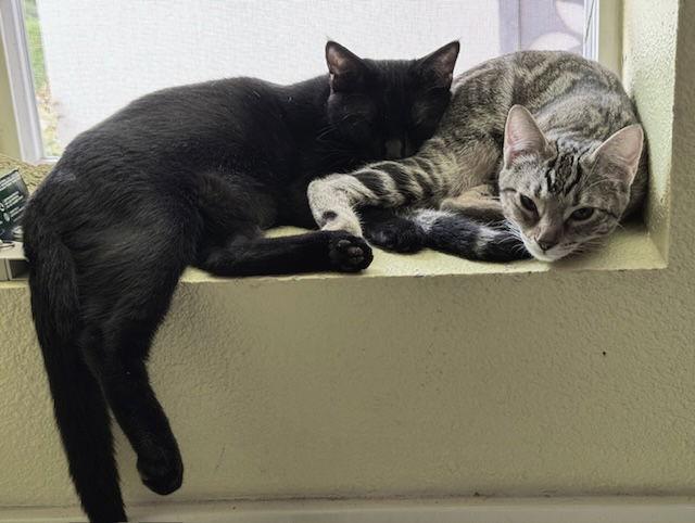 Dot (bonded with Nugget), Adoptable, Young Male Domestic Short Hair.