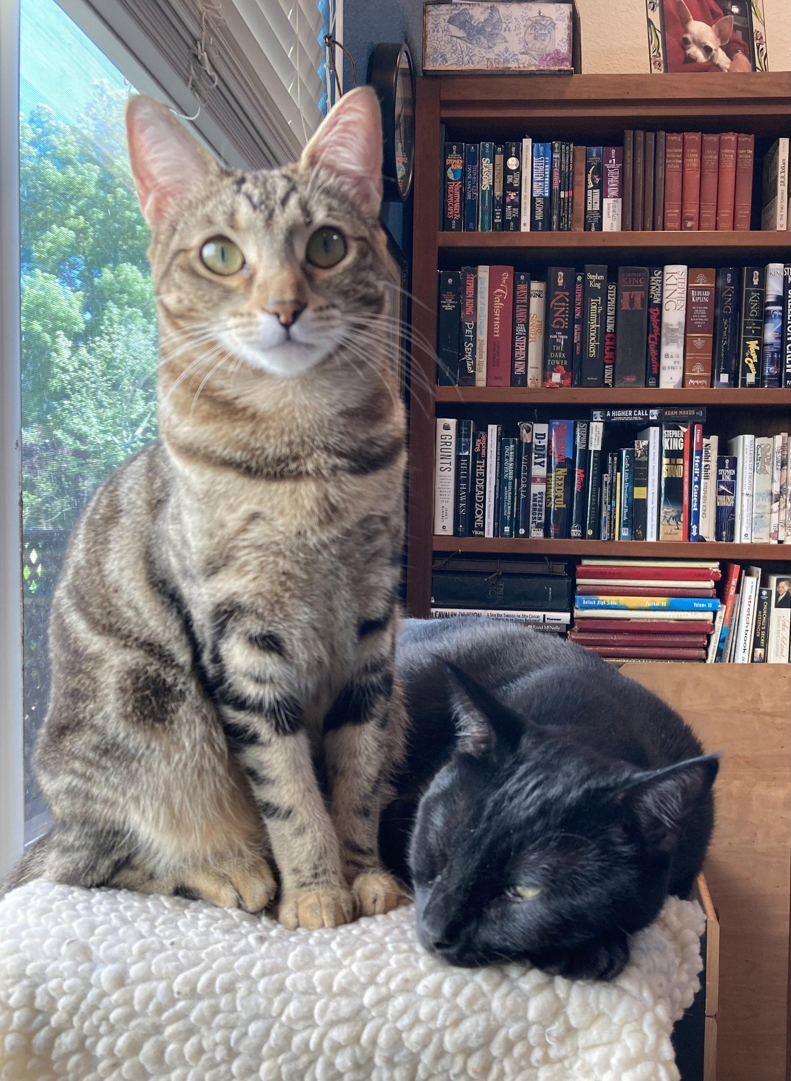 Dot (bonded with Nugget), a Adoptable Domestic Short Hair in Antioch, CA image 3/3