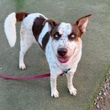 Nacho, Adoptable, Adult Male Cattle Dog & Australian Shepherd.