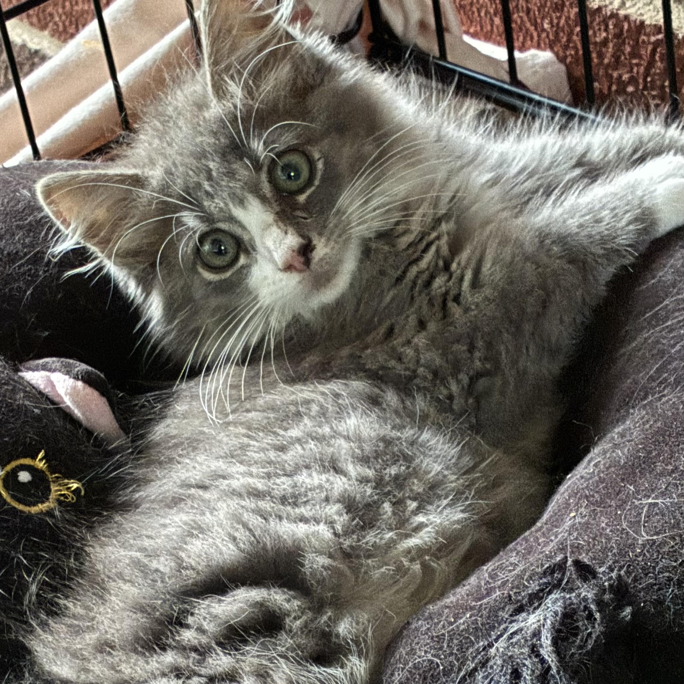 Fabio, ADOPTABLE, Kitten Male Domestic Long Hair.