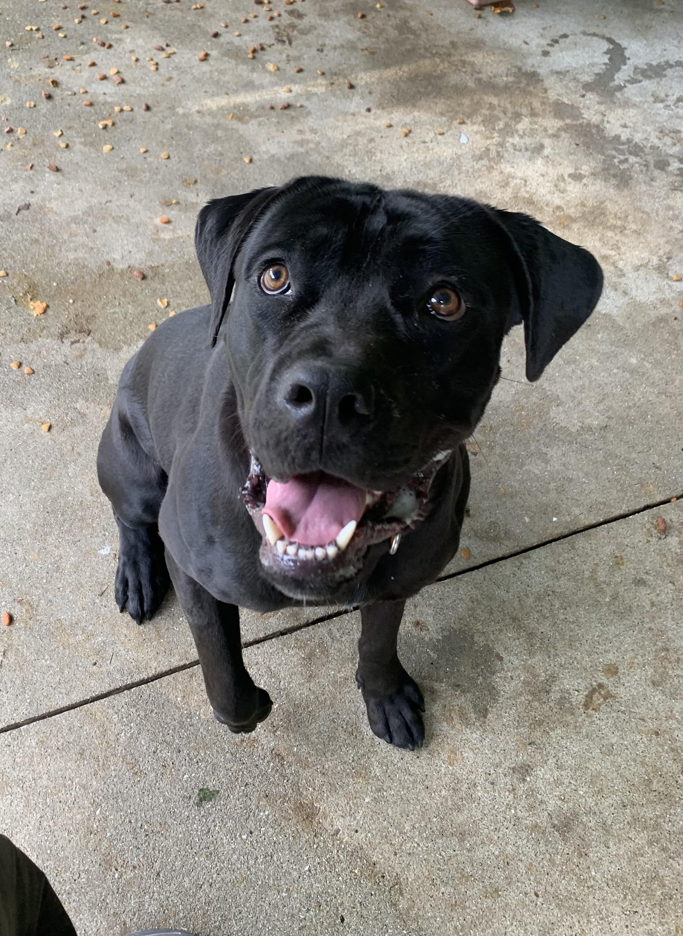 Enlarge Bugatti, a Adoptable Cane Corso in Saint Clairsville, OH image 2/6