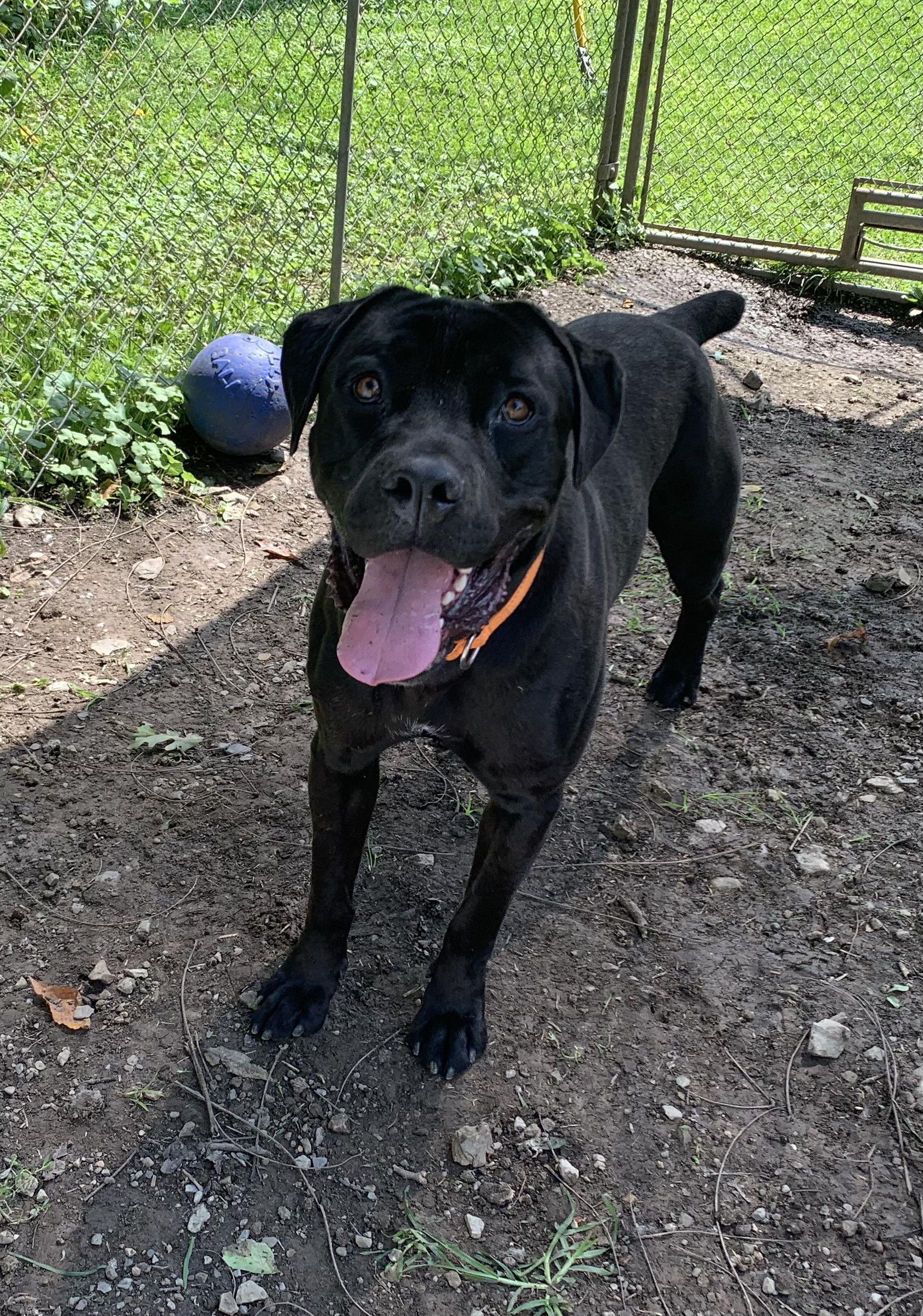 Enlarge Bugatti, a Adoptable Cane Corso in Saint Clairsville, OH image 4/6