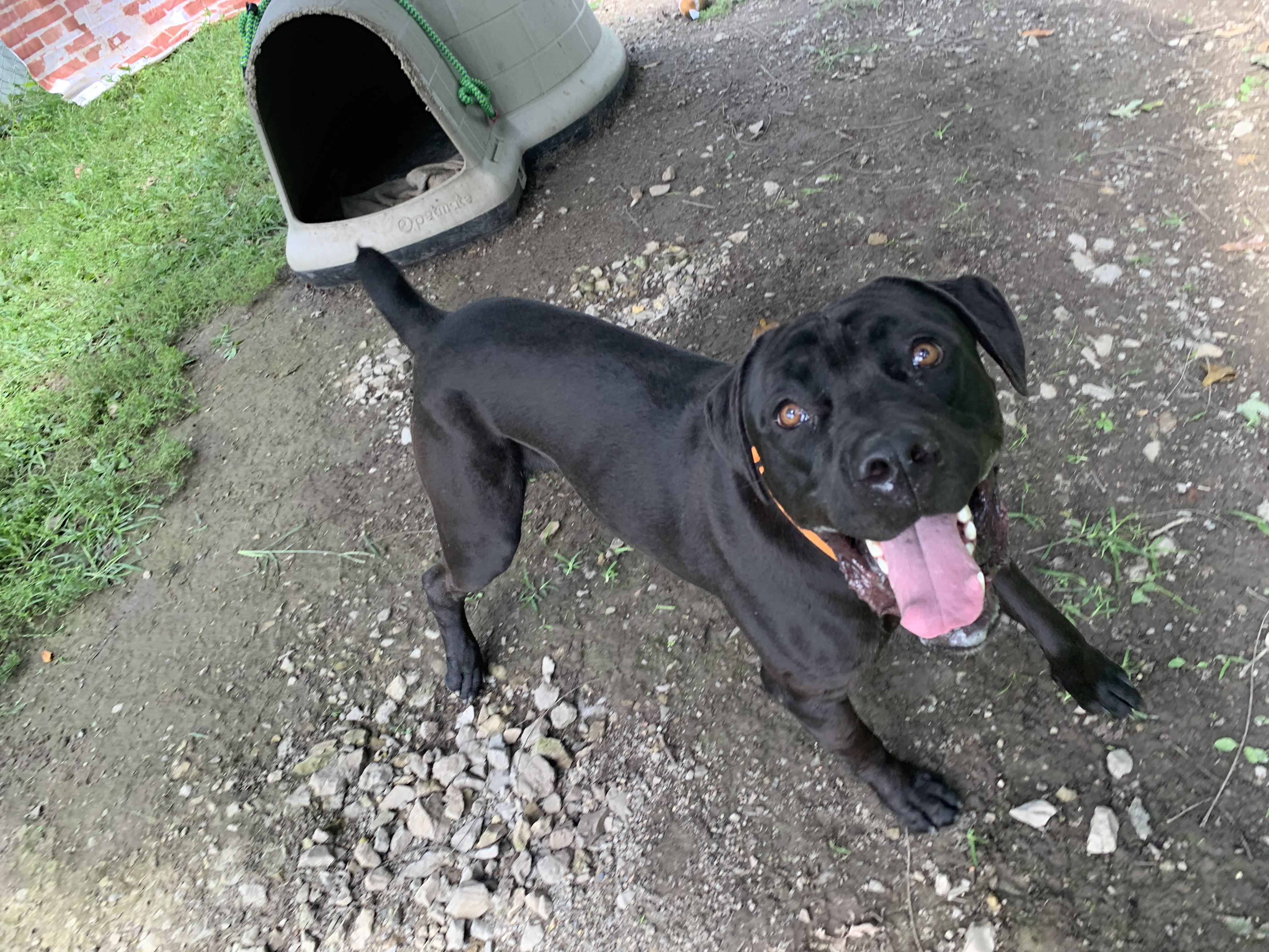 Enlarge Bugatti, a Adoptable Cane Corso in Saint Clairsville, OH image 3/6