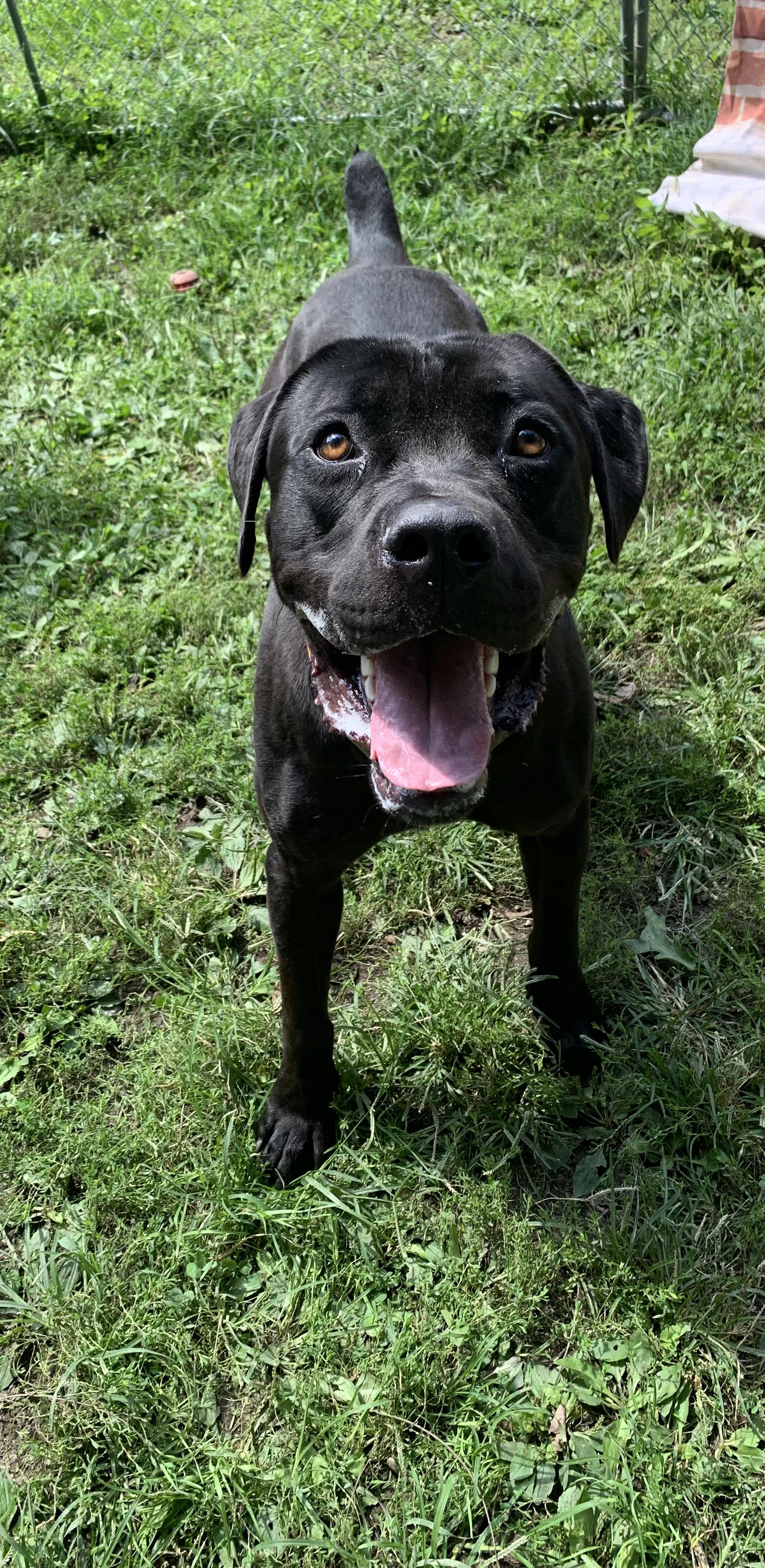 Enlarge Bugatti, a Adoptable Cane Corso in Saint Clairsville, OH image 5/6