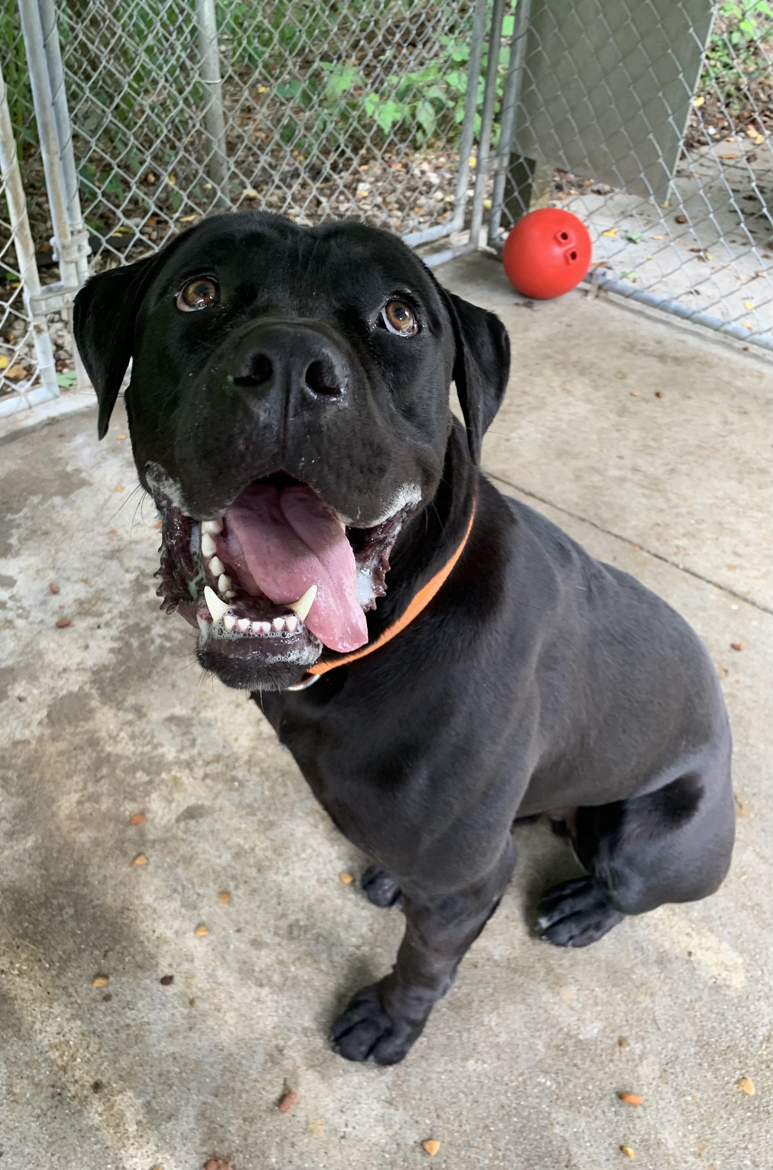 Enlarge Bugatti, a Adoptable Cane Corso in Saint Clairsville, OH image 6/6