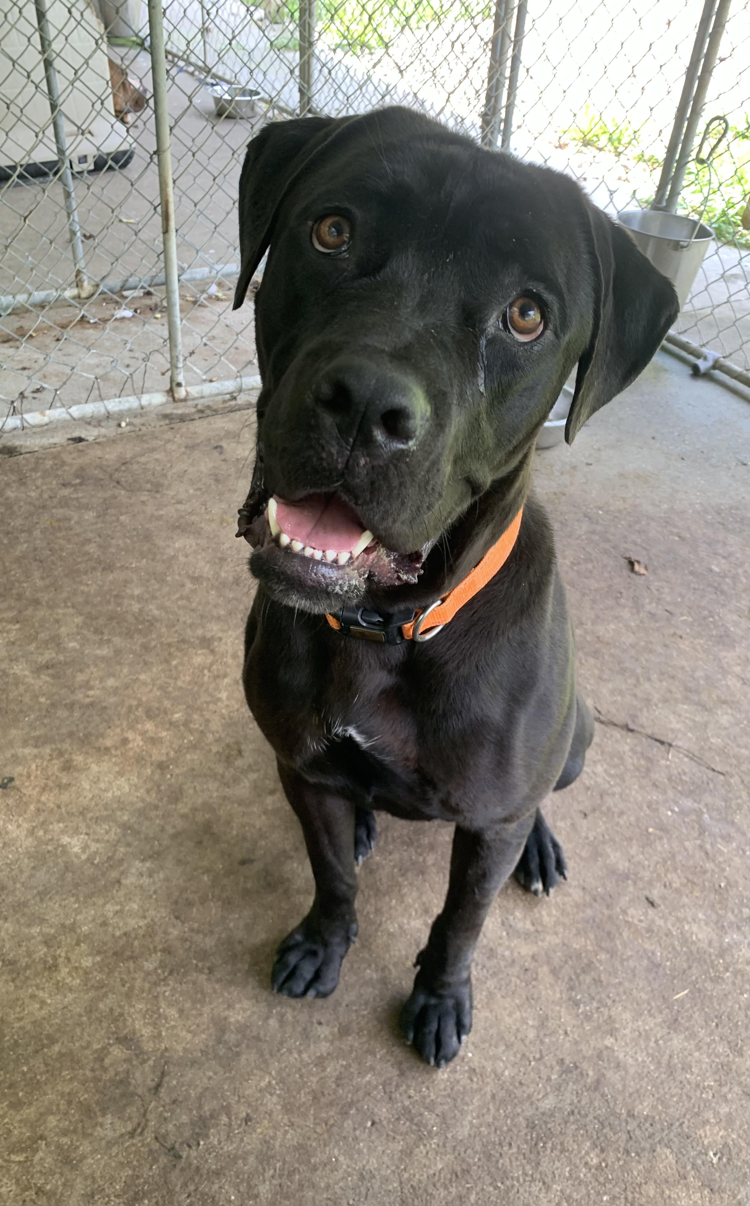 Bugatti, Adoptable, Young Male Cane Corso.