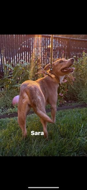 Sarah, Adoptable, Young Female Labrador Retriever & Terrier.