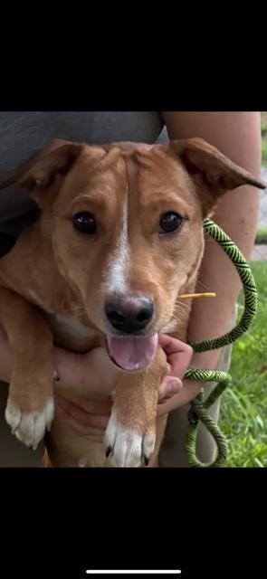 Sarah, a Adoptable mixed breed in Kings Mountain, NC image 2/3