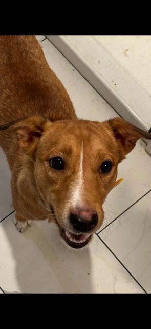 Sarah, a Adoptable mixed breed in Kings Mountain, NC image 3/3